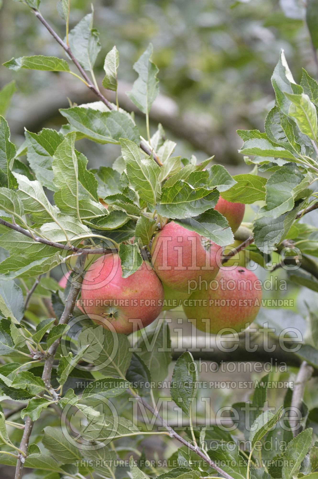 Malus Merton Beau (Apple tree fruit) 2