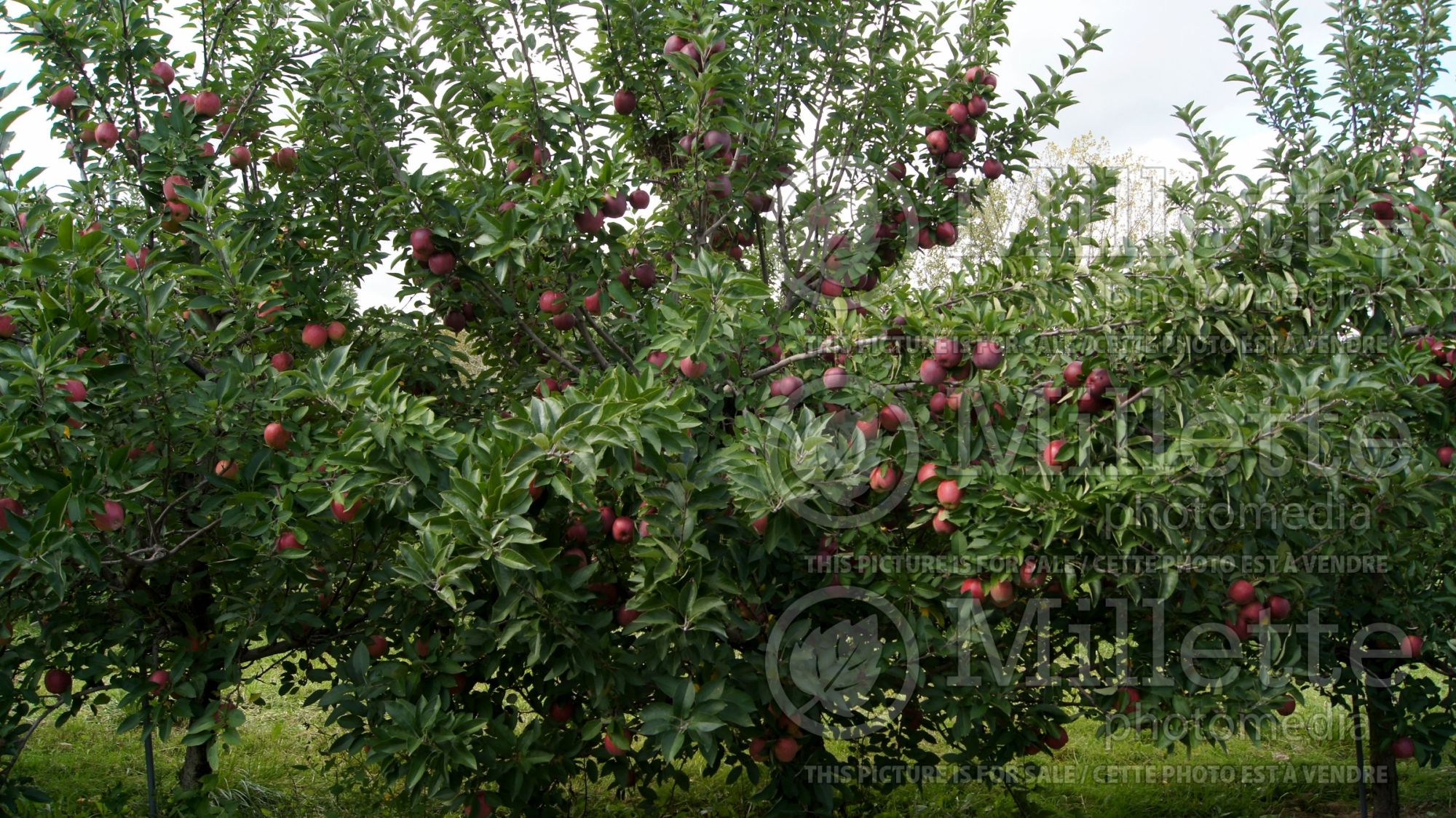 Malus Red Delicious aka Red Chief (Apple tree) 7