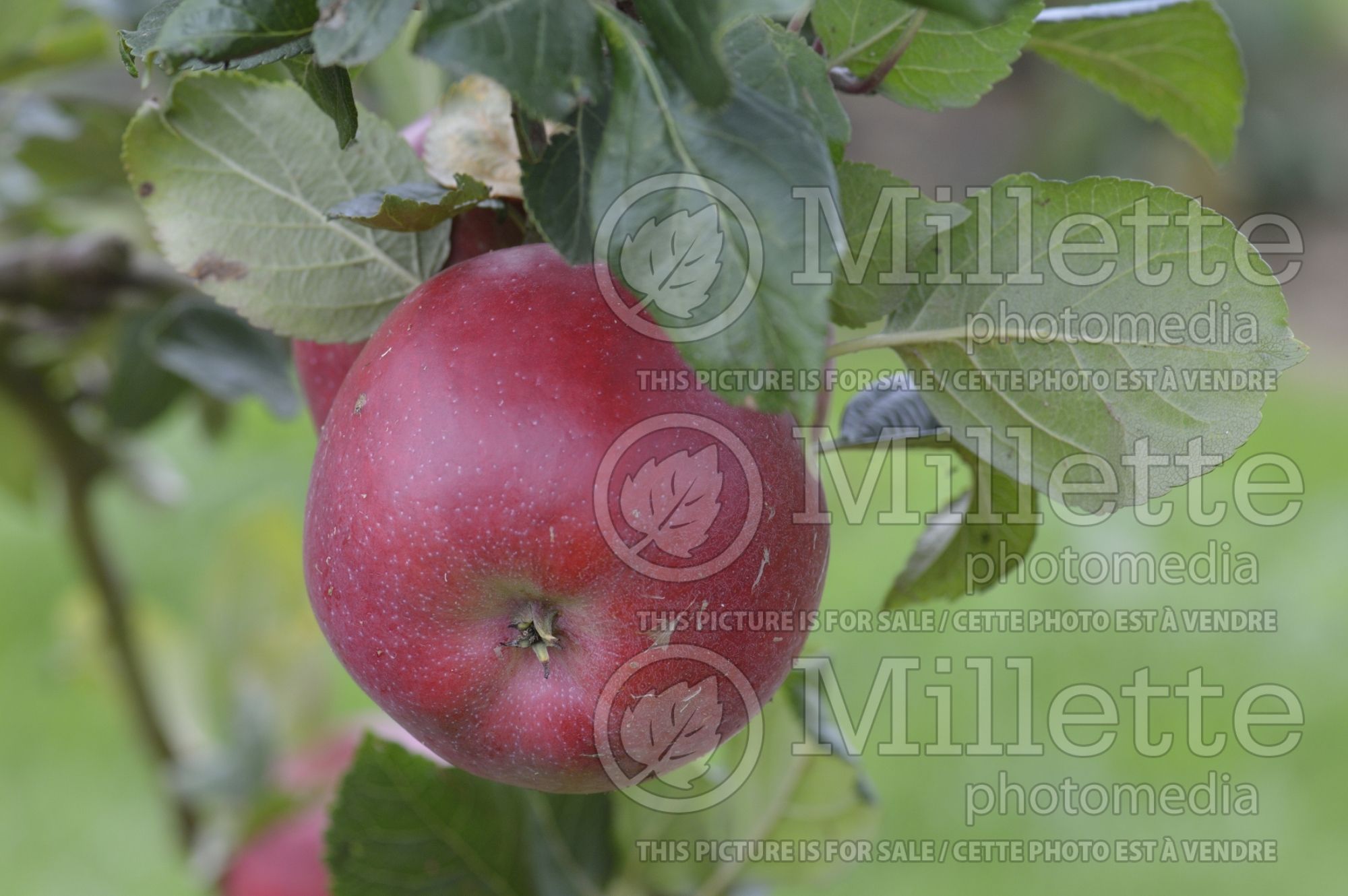Malus Red Devil (Apple tree) 3