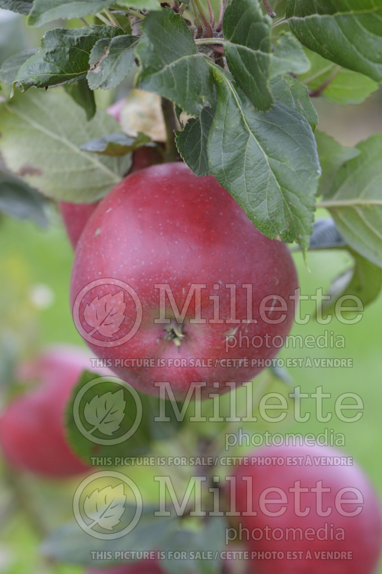 Malus Red Devil (Apple tree) 5