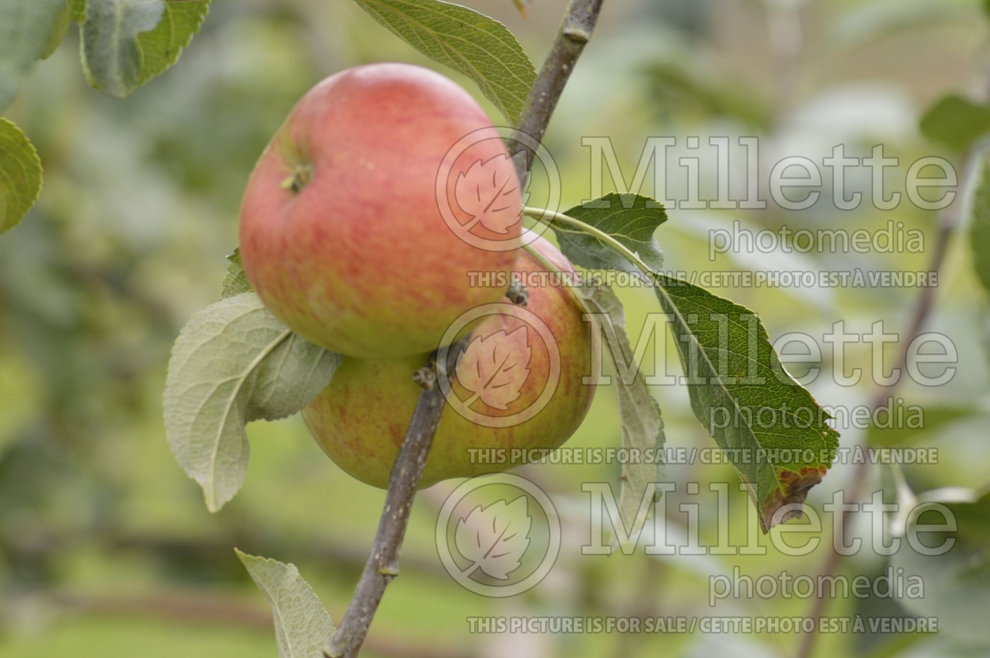 Malus Red Fortune aka Laxton's Fortune (Apple tree) 1