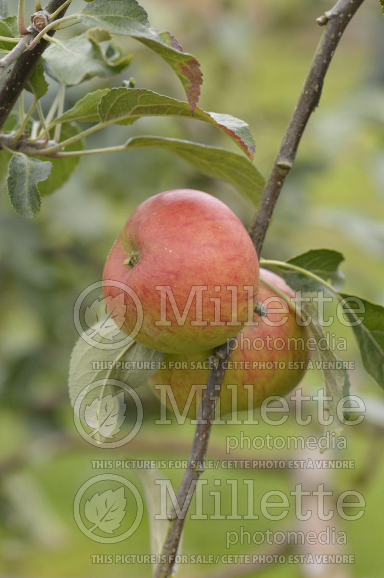 Malus Red Fortune aka Laxton's Fortune (Apple tree) 2