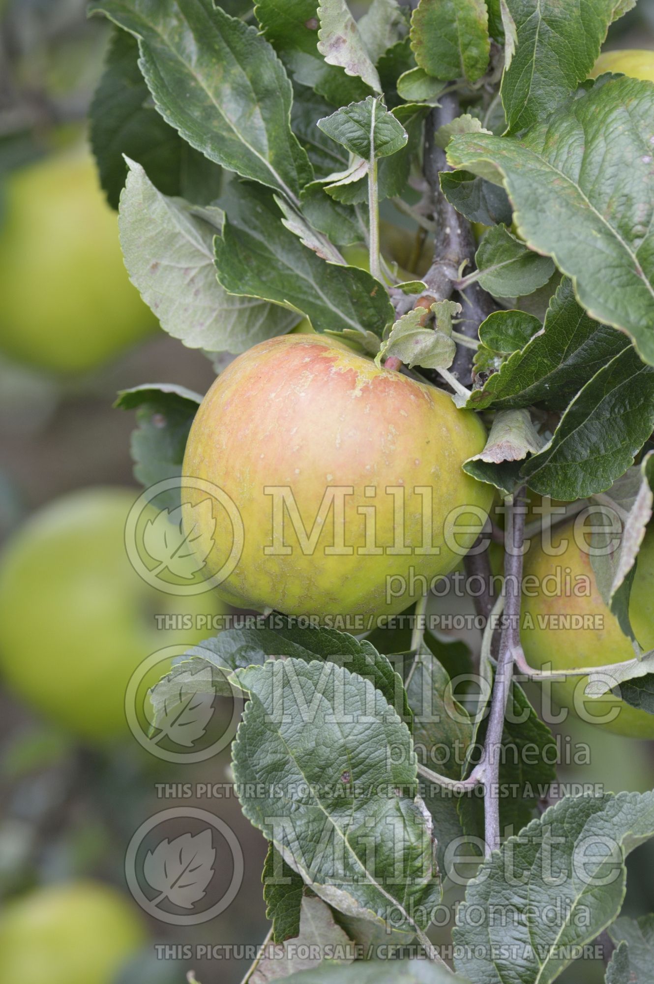 Malus Richardson (Apple tree) 2