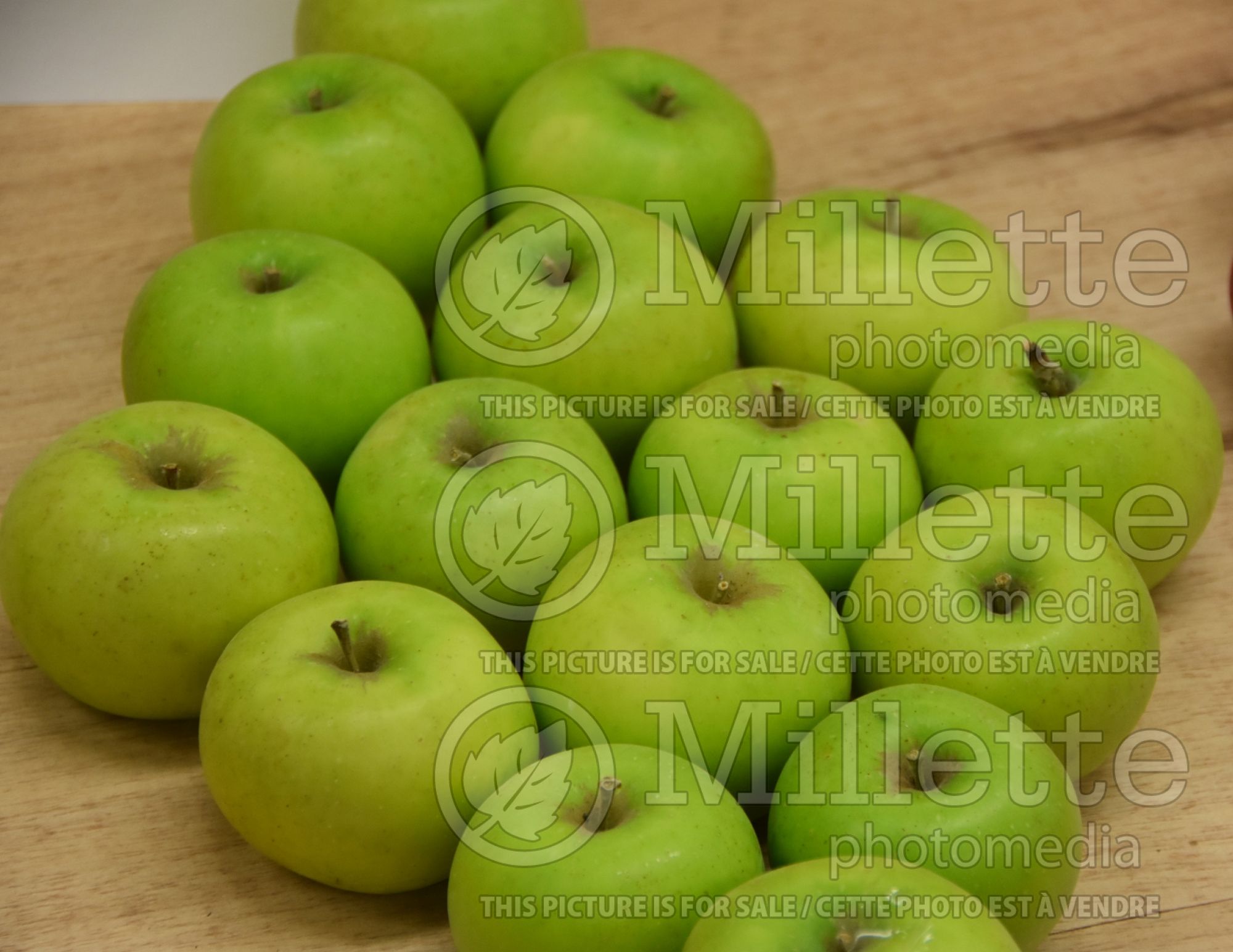 Malus Smokehouse (Apple tree) 1
