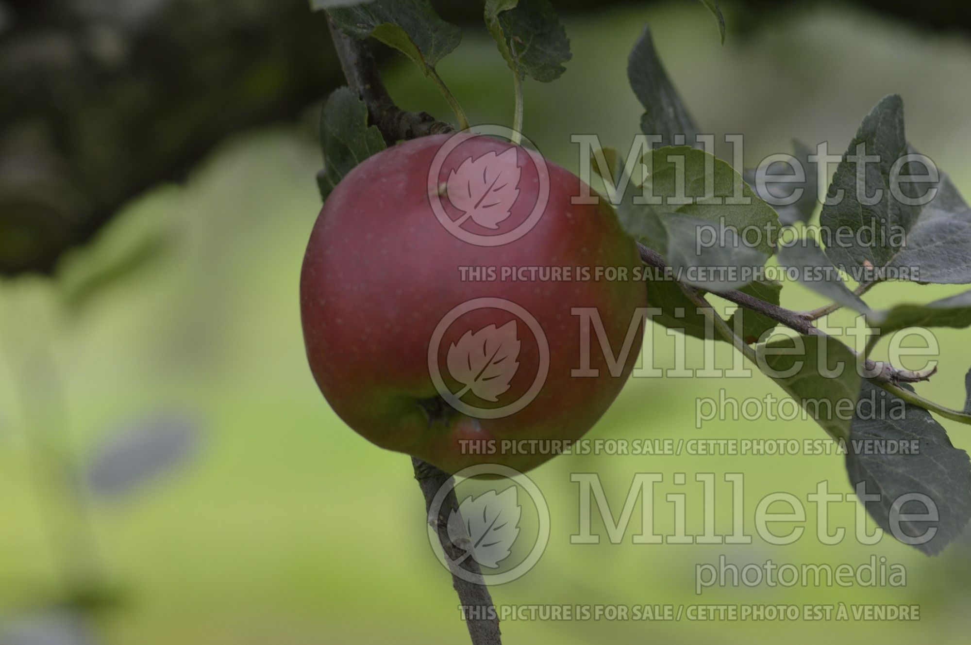 Malus Violette (Apple tree) 4