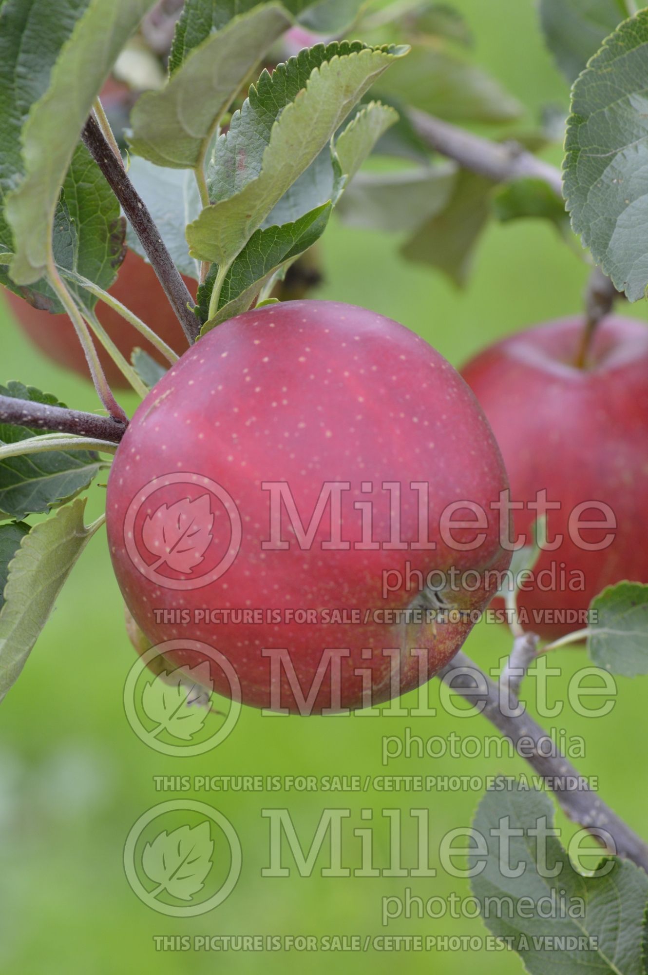 Malus Wellant (Apple tree) 2