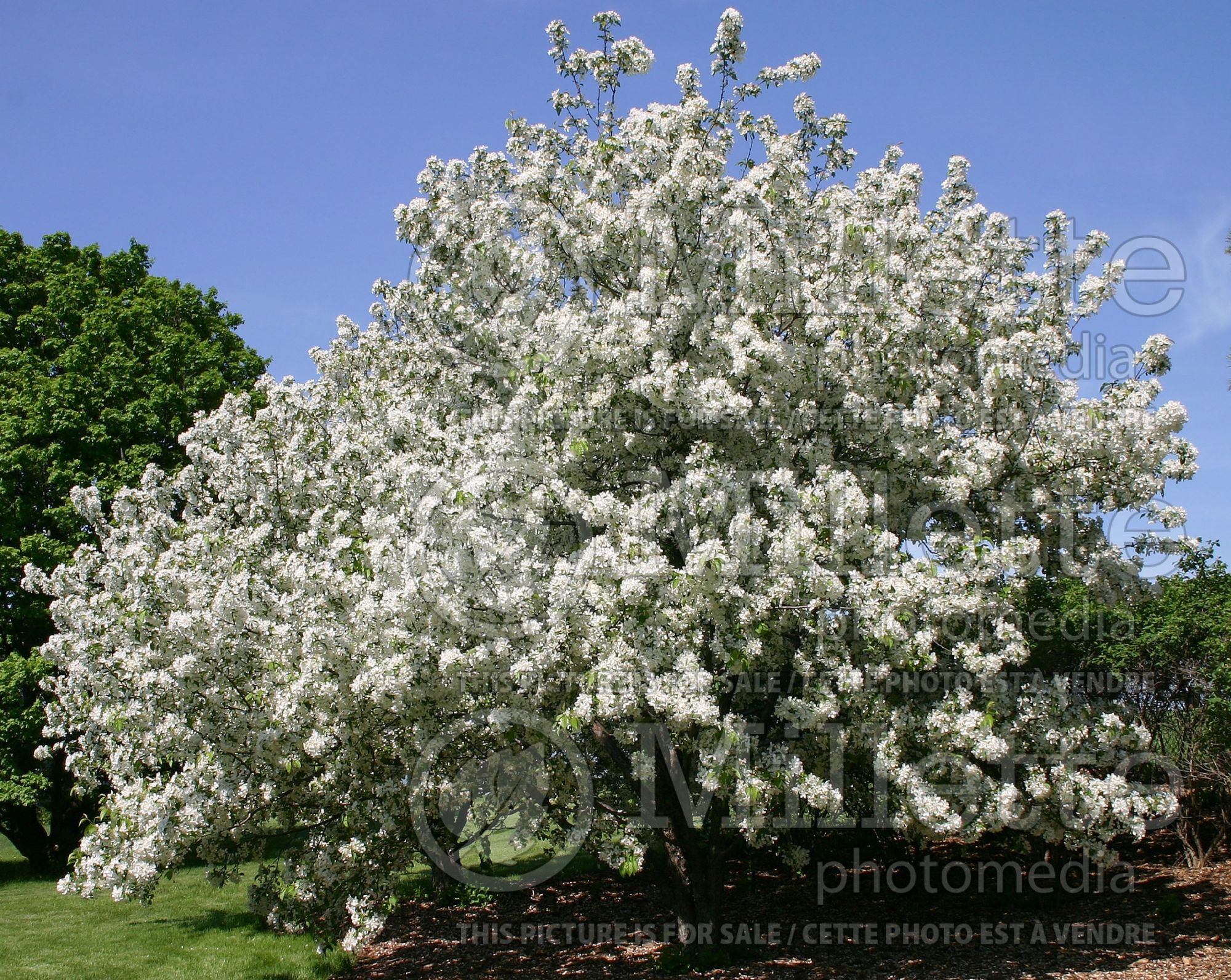 Malus Donald Wyman (crabapple tree) 2