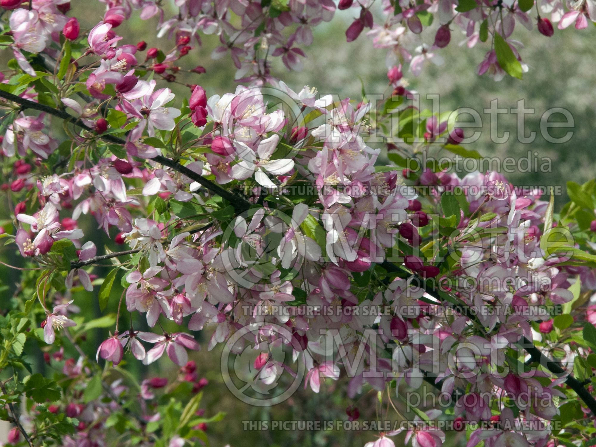 Malus floribunda (crabapple) 9