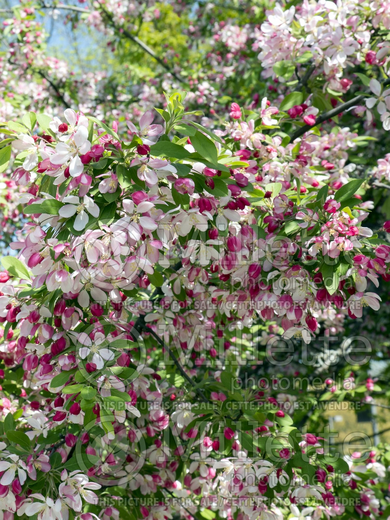 Malus floribunda (crabapple) 7
