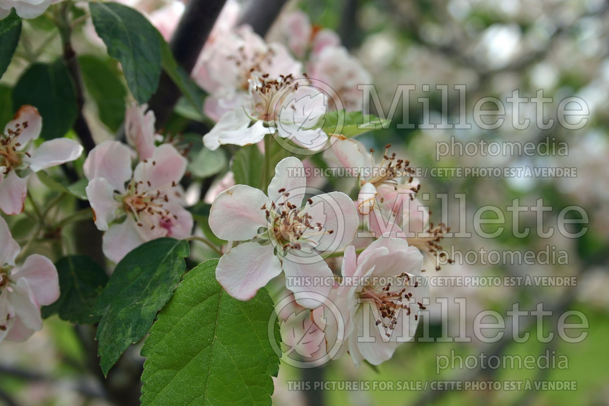 Malus Klehm's Select (Roseybloom, Crabapple) 2