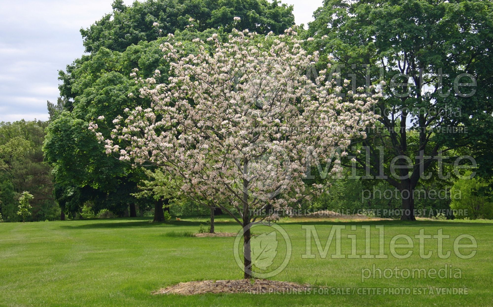 Malus Klehm's Select (Roseybloom, Crabapple) 1