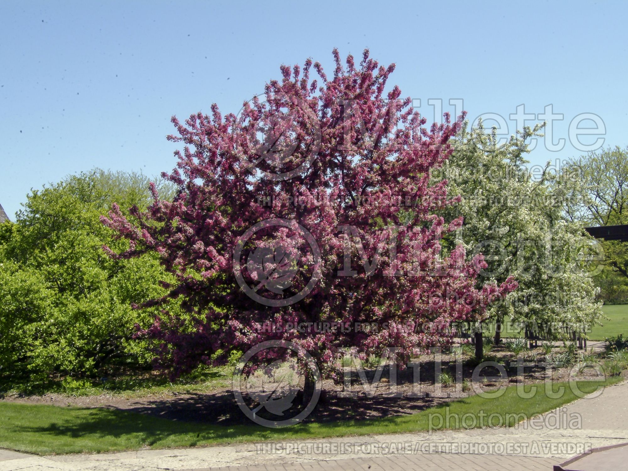 Malus Profusion (Crabapple) 12