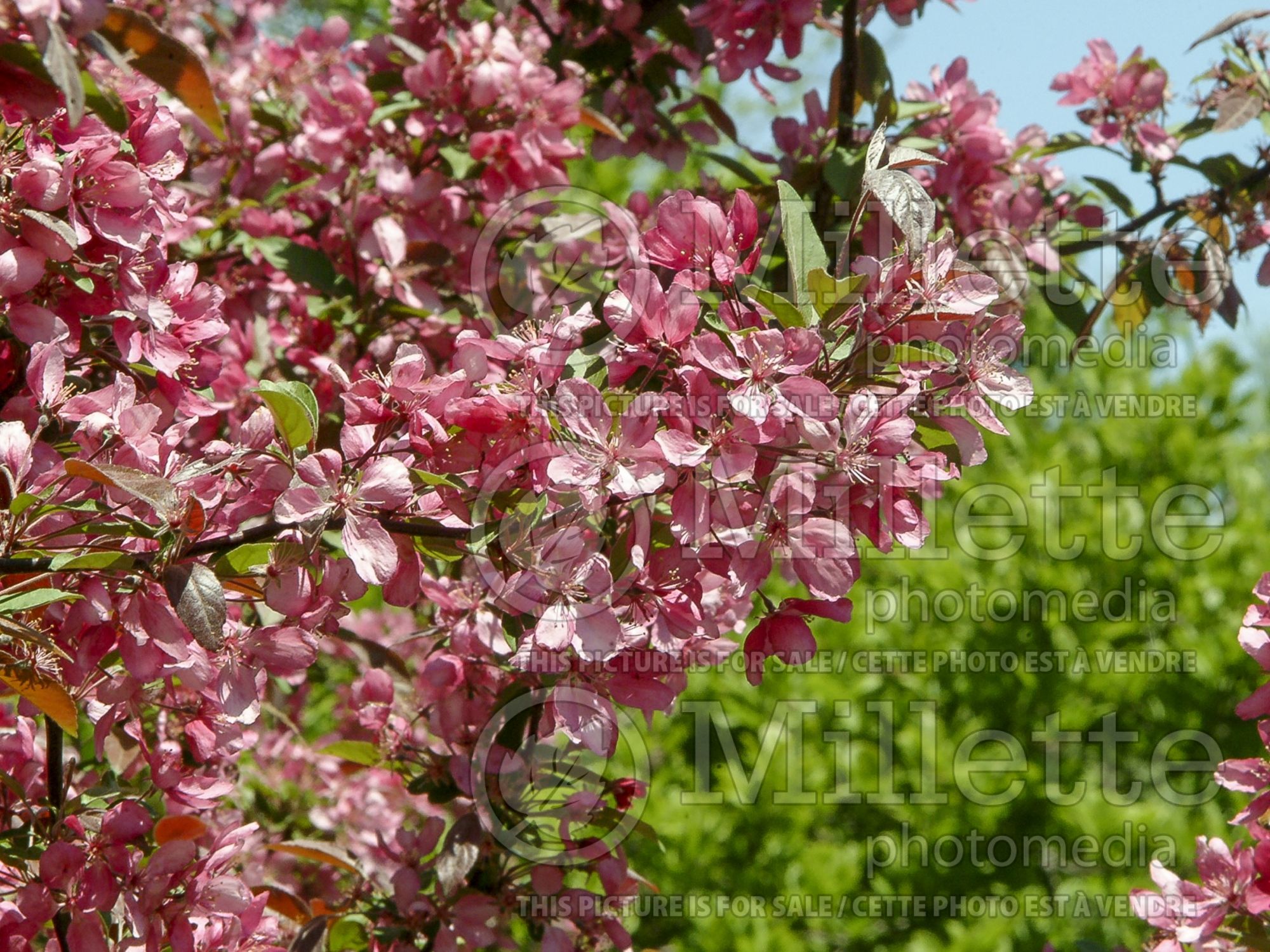 Malus Profusion (Crabapple) 13