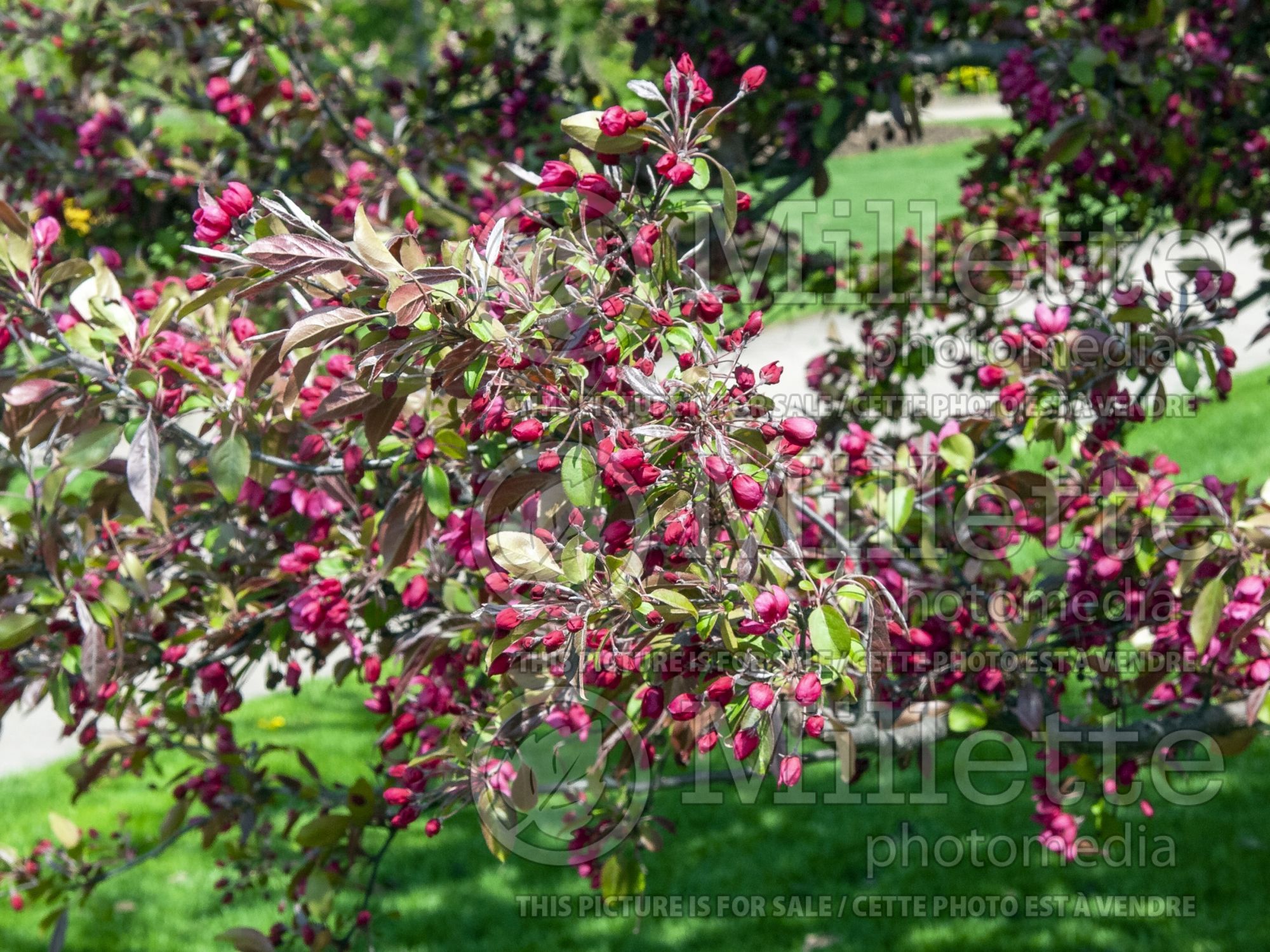 Malus Profusion (Crabapple) 14