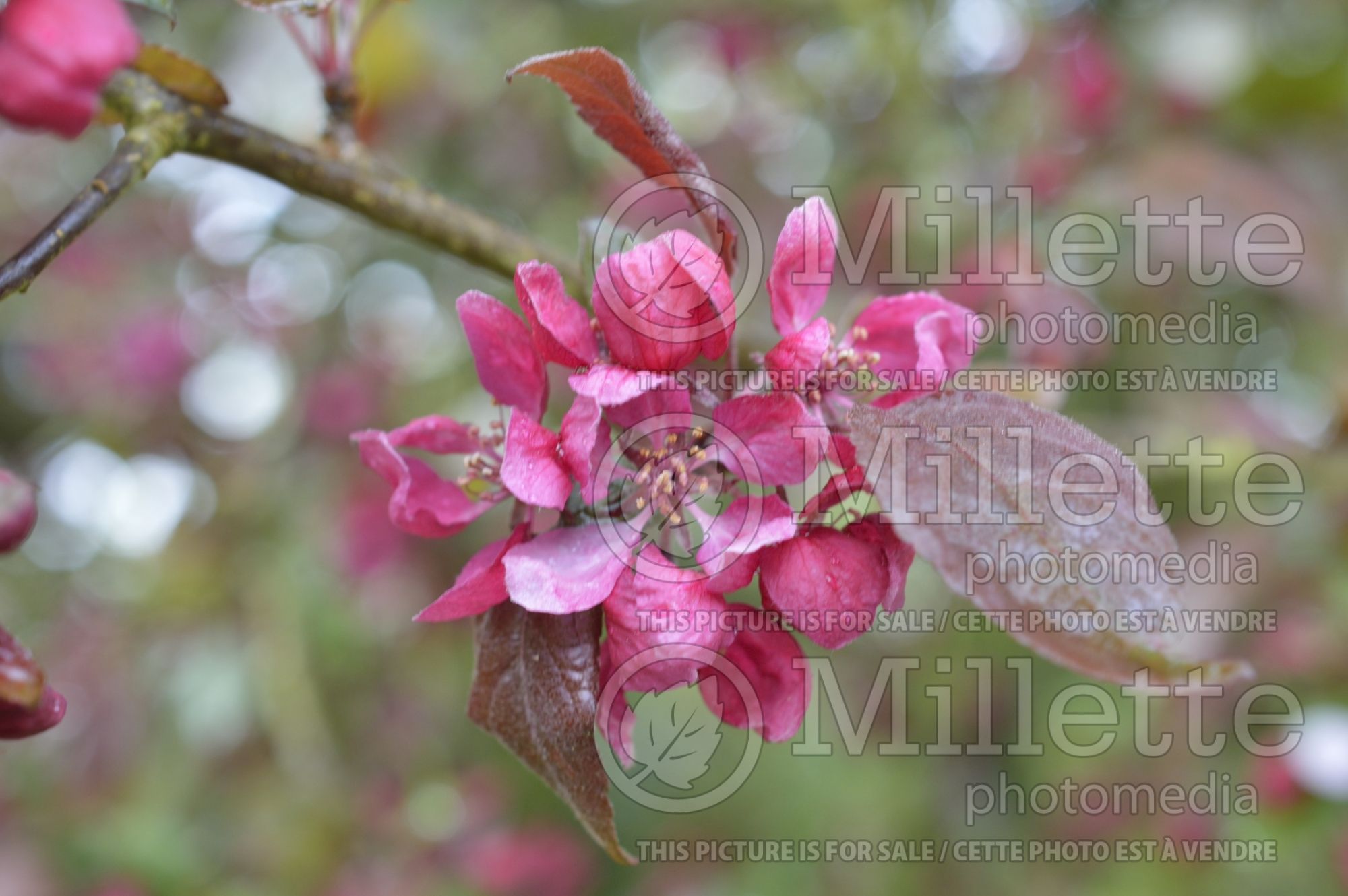 Malus Profusion (Crabapple) 9