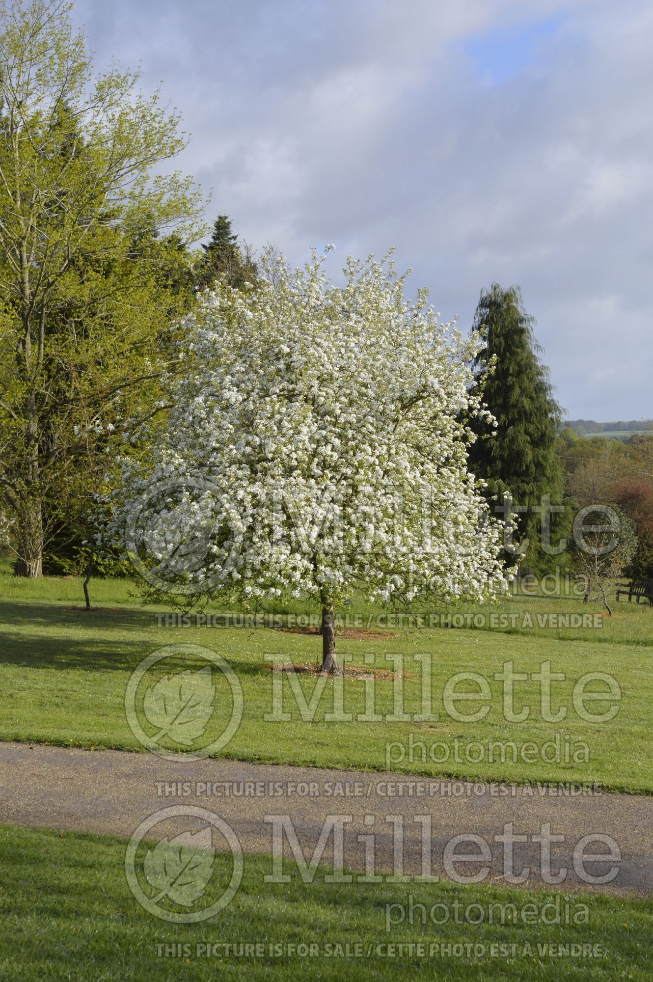 Malus Dartmouth (Crabapple) 6