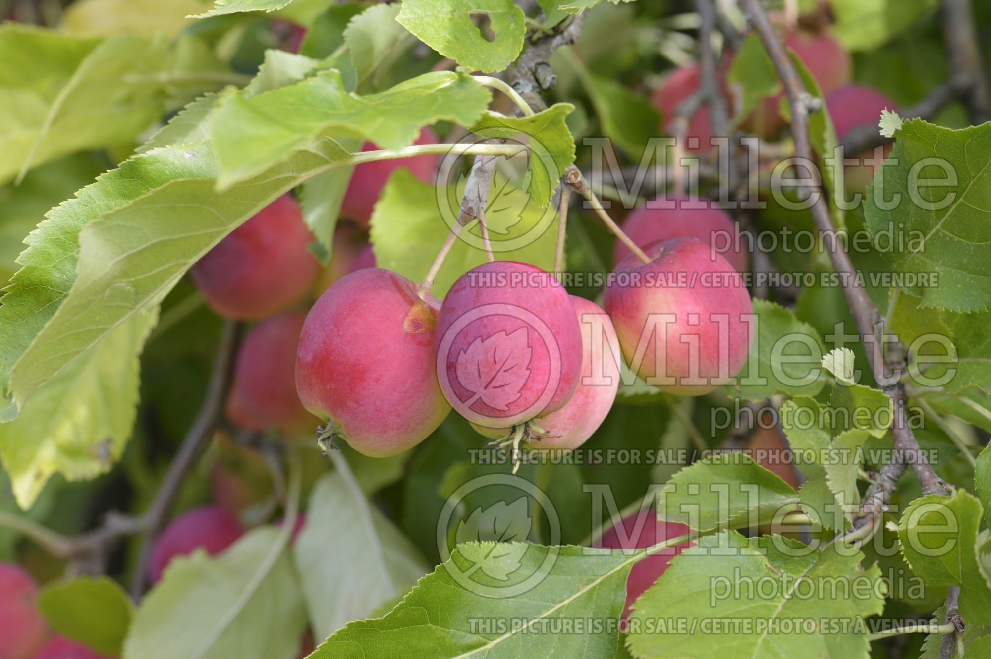 Malus Dartmouth (Crabapple) 3