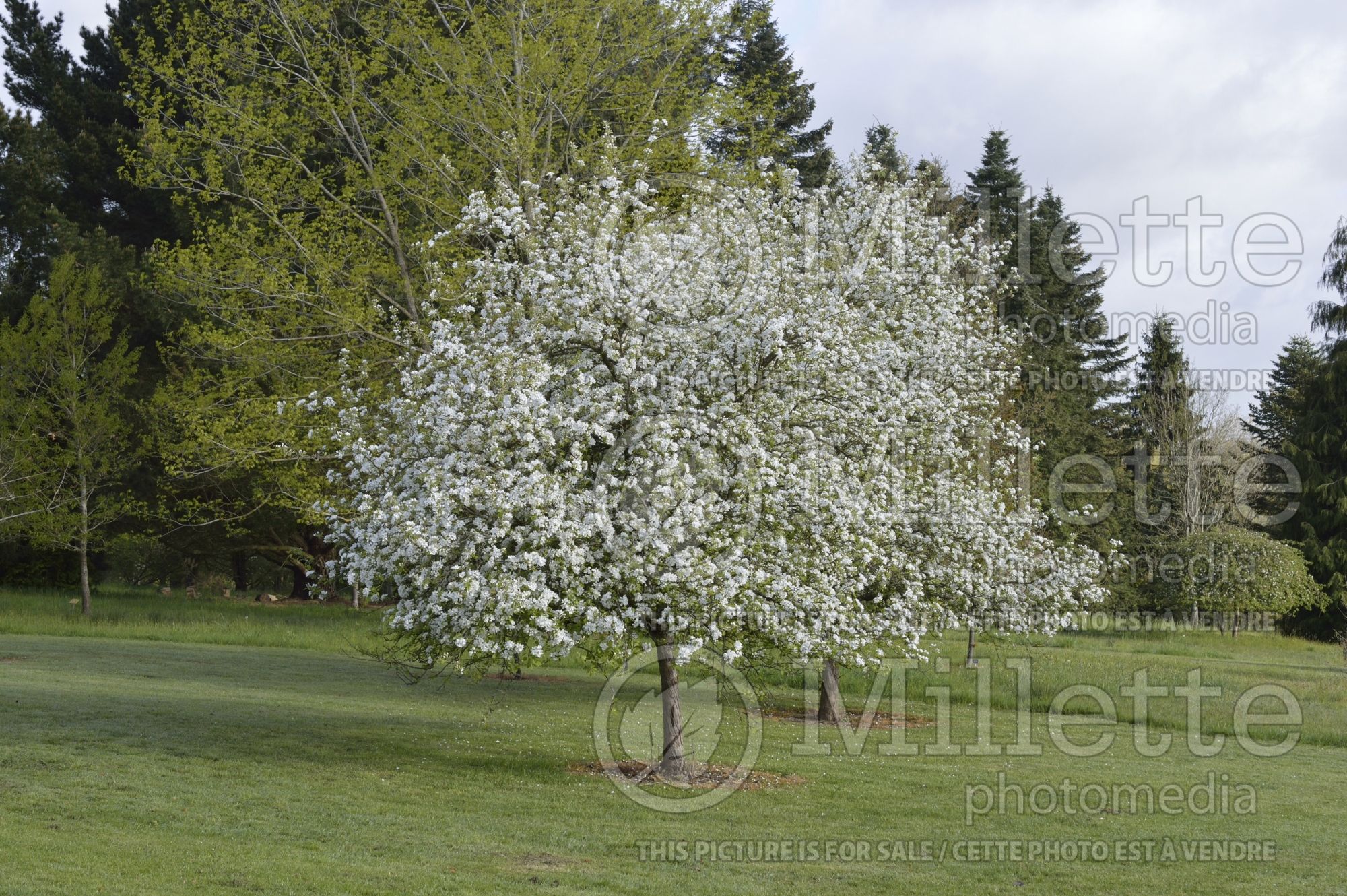 Malus Dartmouth (Crabapple) 7