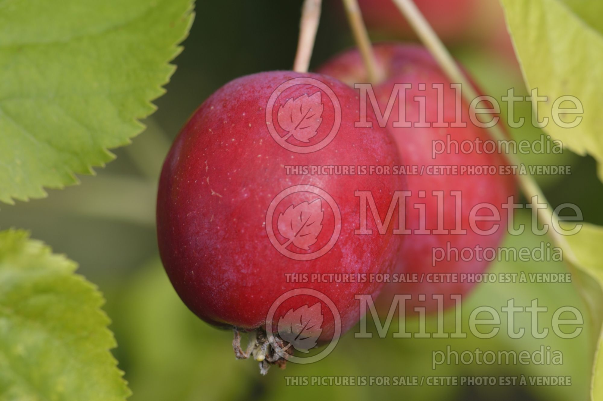 Malus Dartmouth (Crabapple) 5