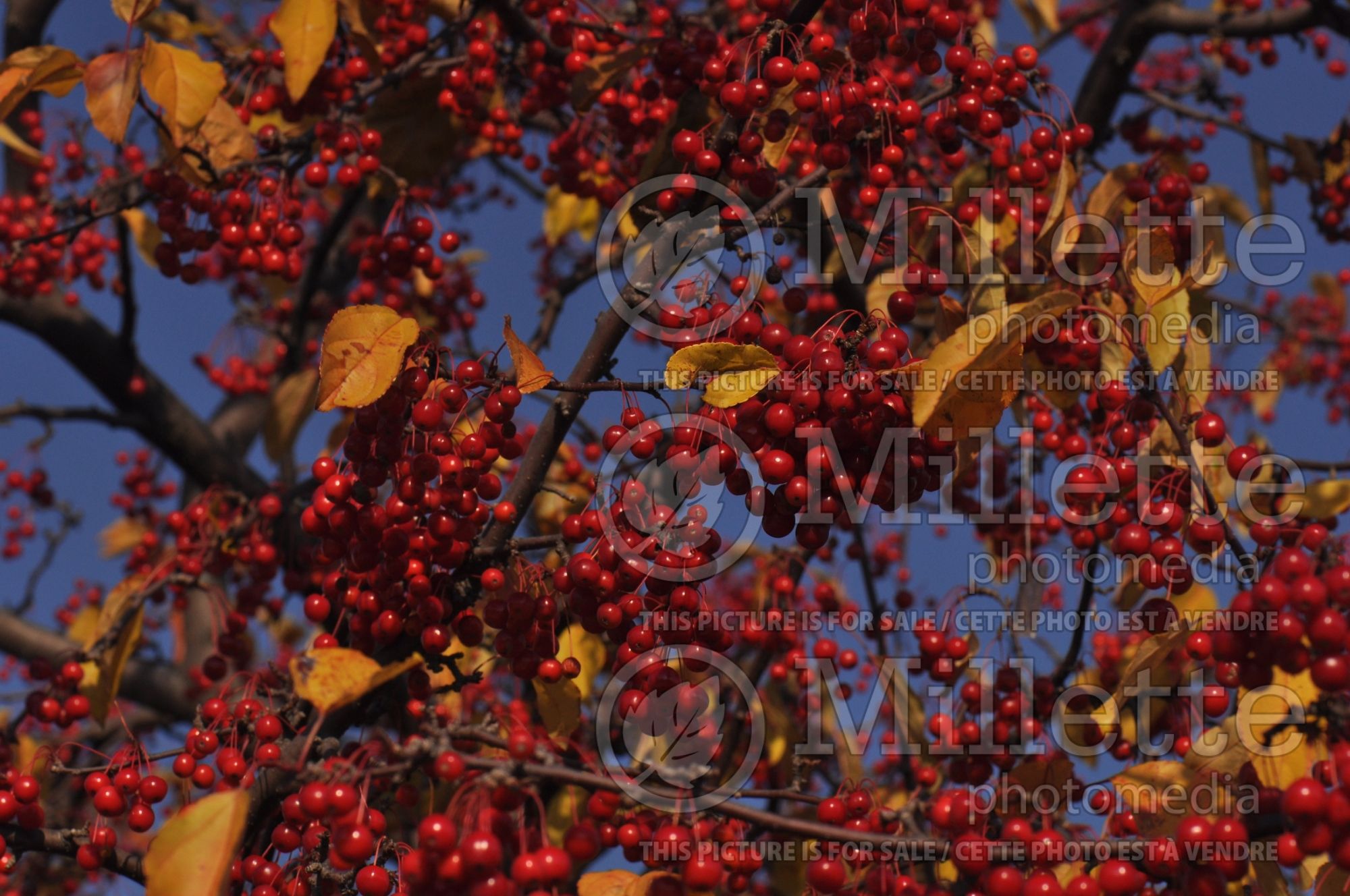 Malus Red Jewel (crabapple) 2