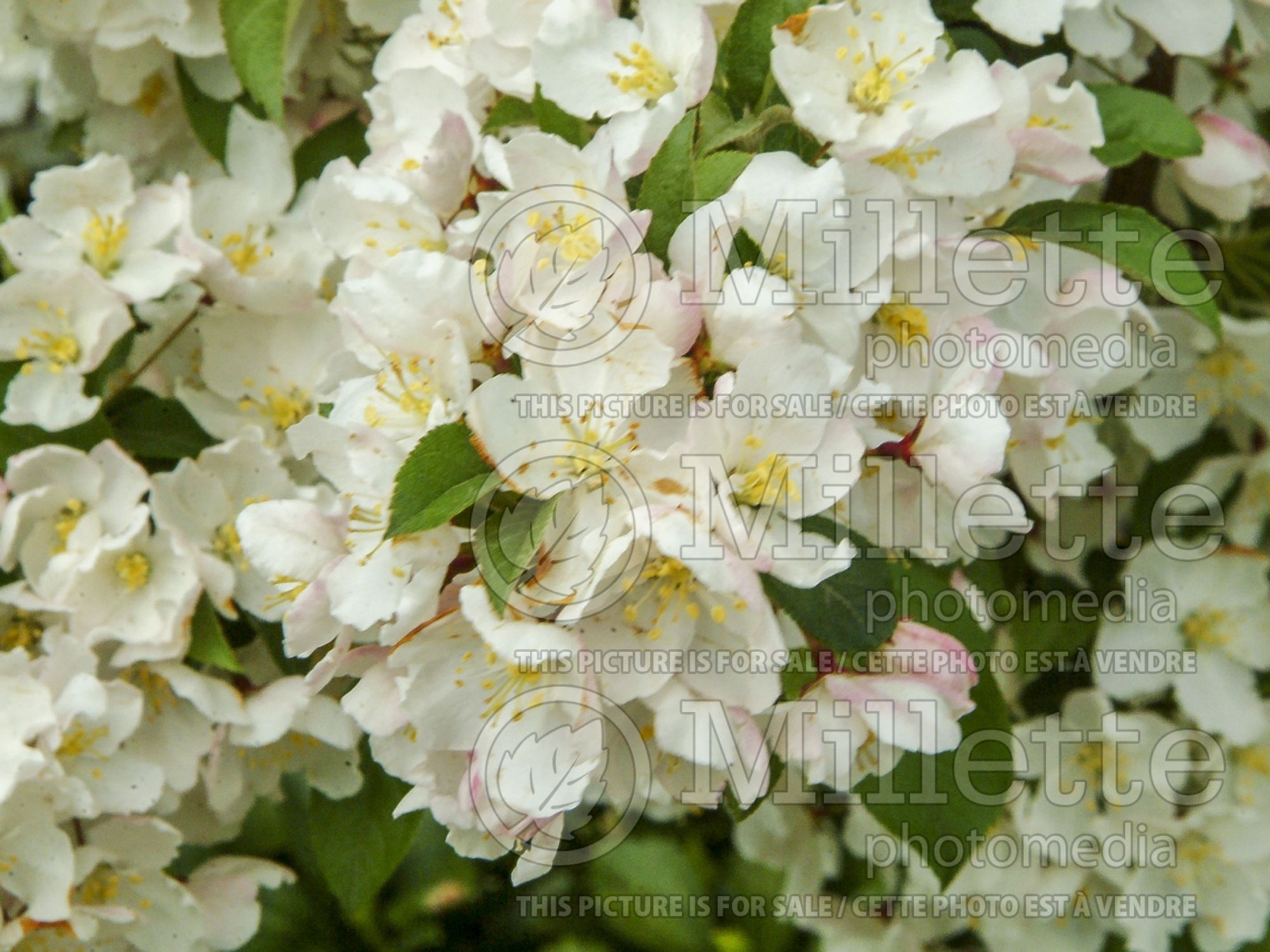 Malus sargentii (Sargent crabapple) 12
