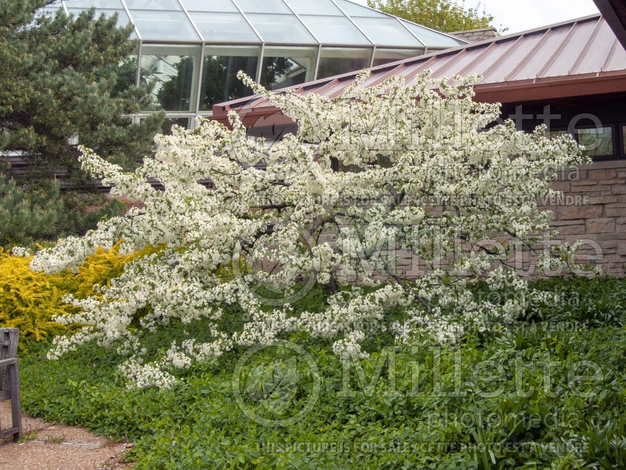 Malus sargentii (Sargent crabapple) 10