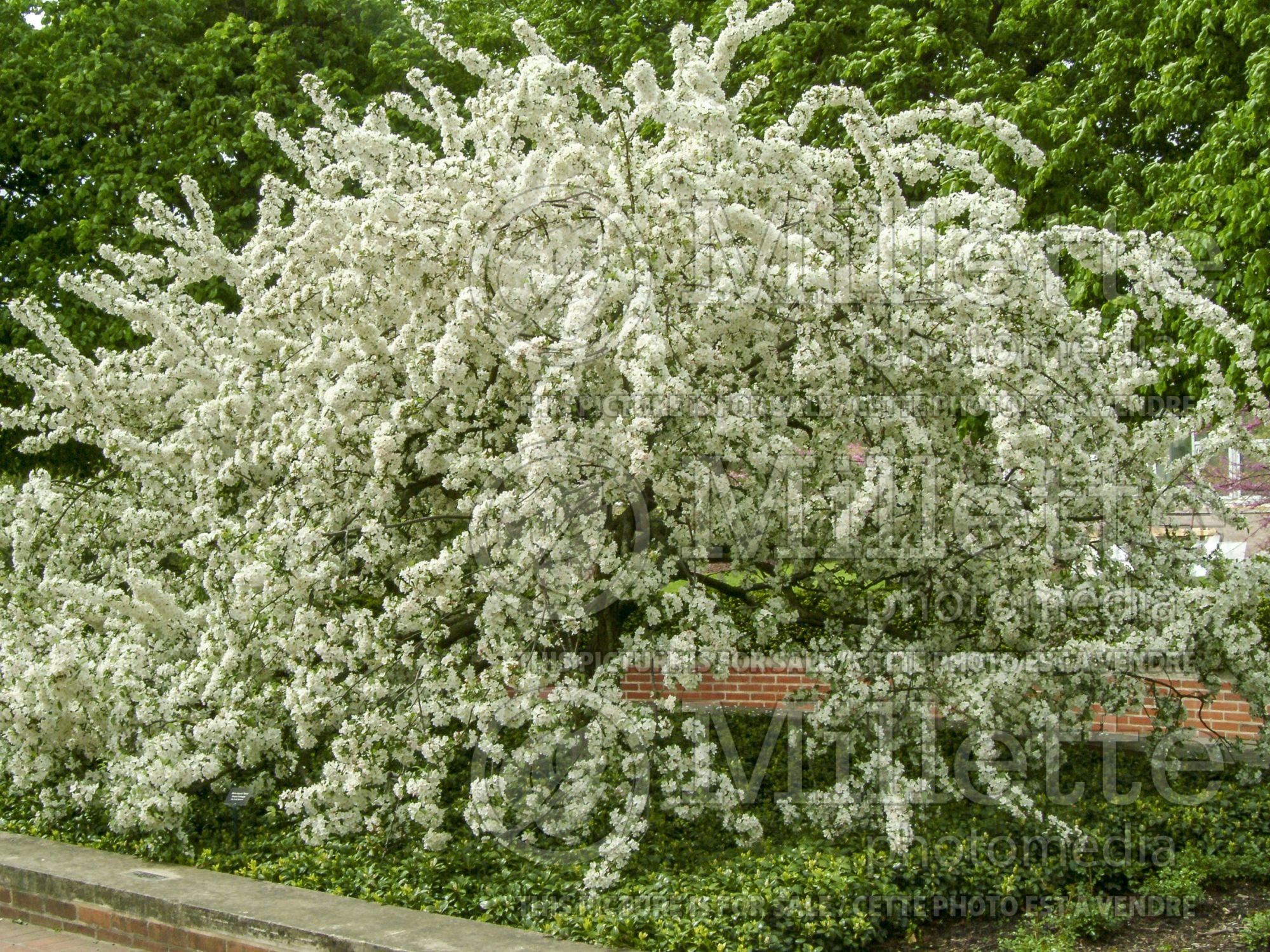 Malus sargentii (Sargent crabapple) 9