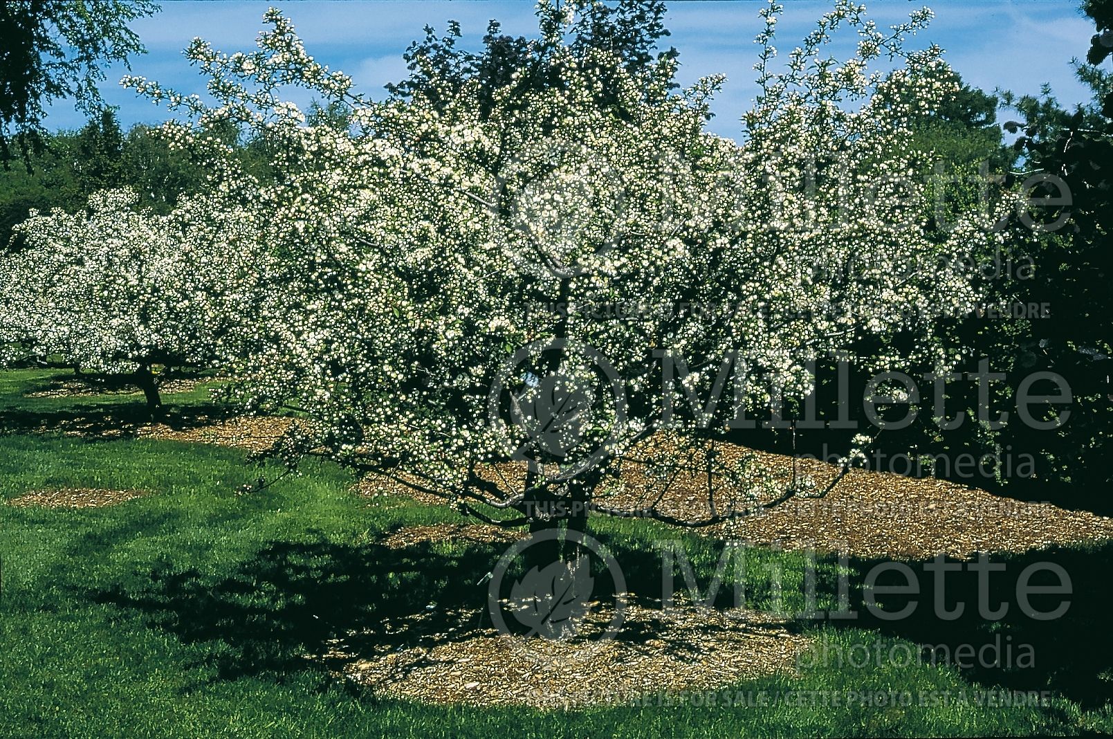 Malus sargentii (Sargent crabapple) 8