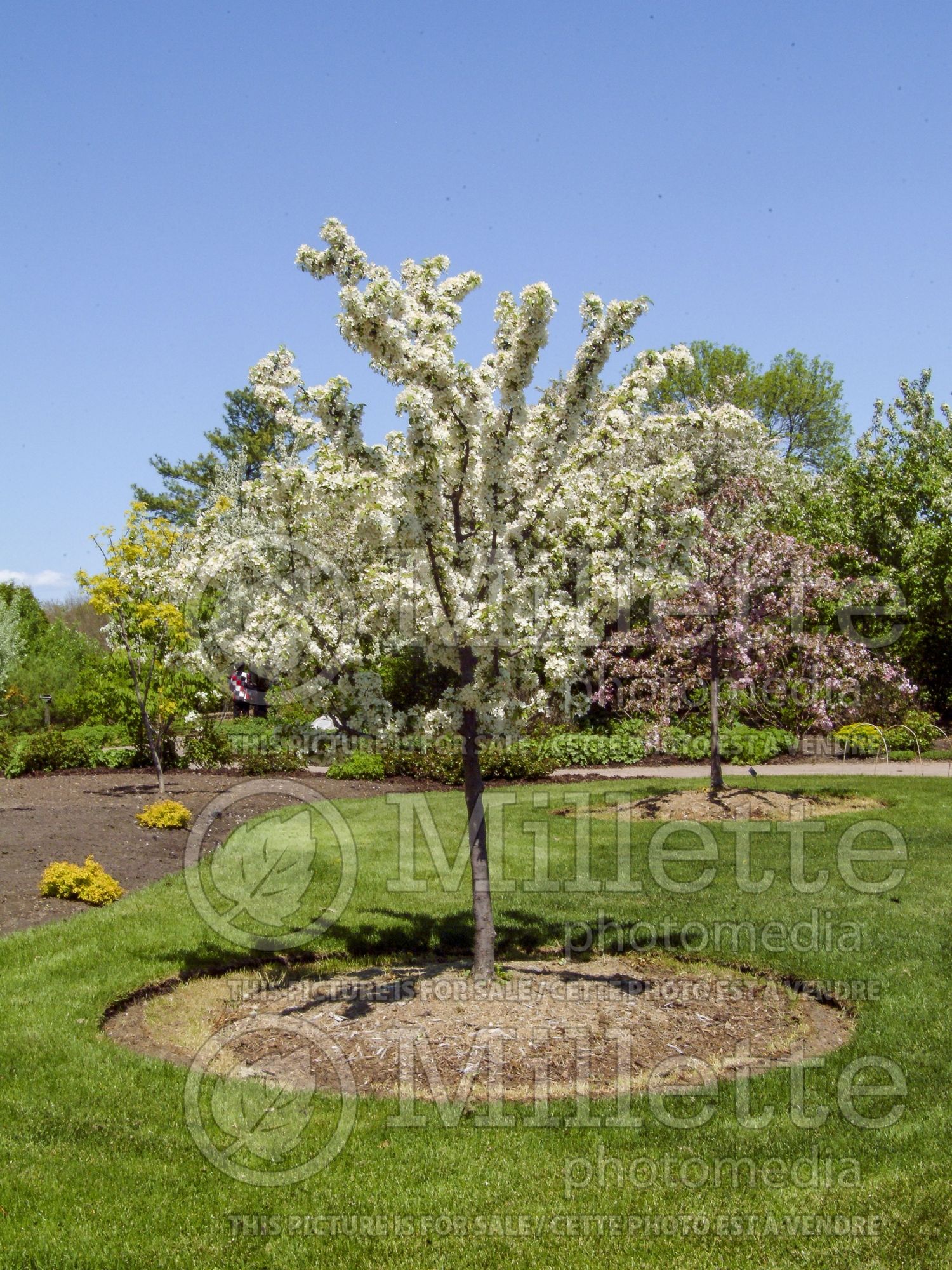 Malus zumi (redbud crabapple ) 2