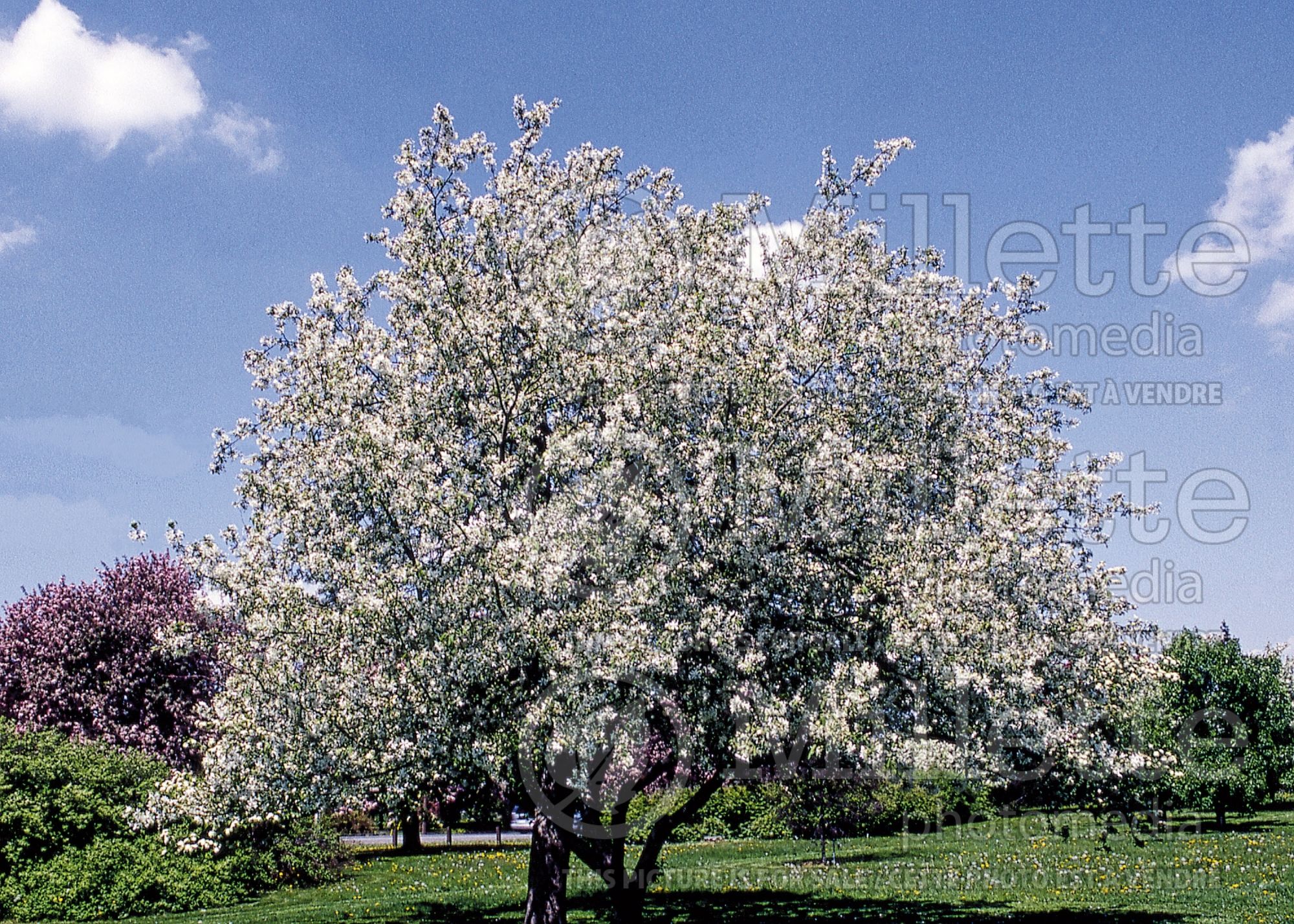 Malus zumi (redbud crabapple ) 1