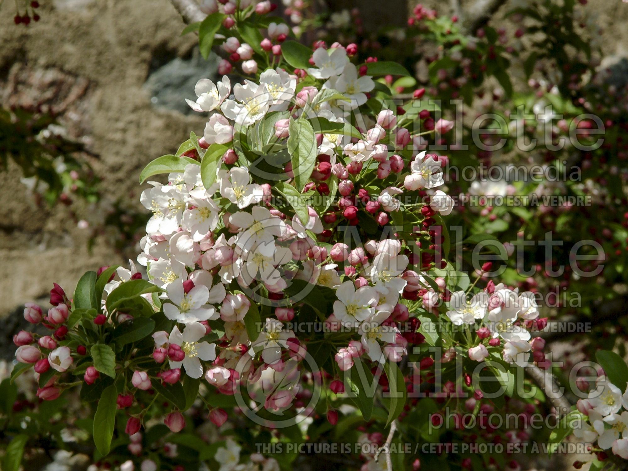 Malus Calocarpa (redbud crabapple ) 7