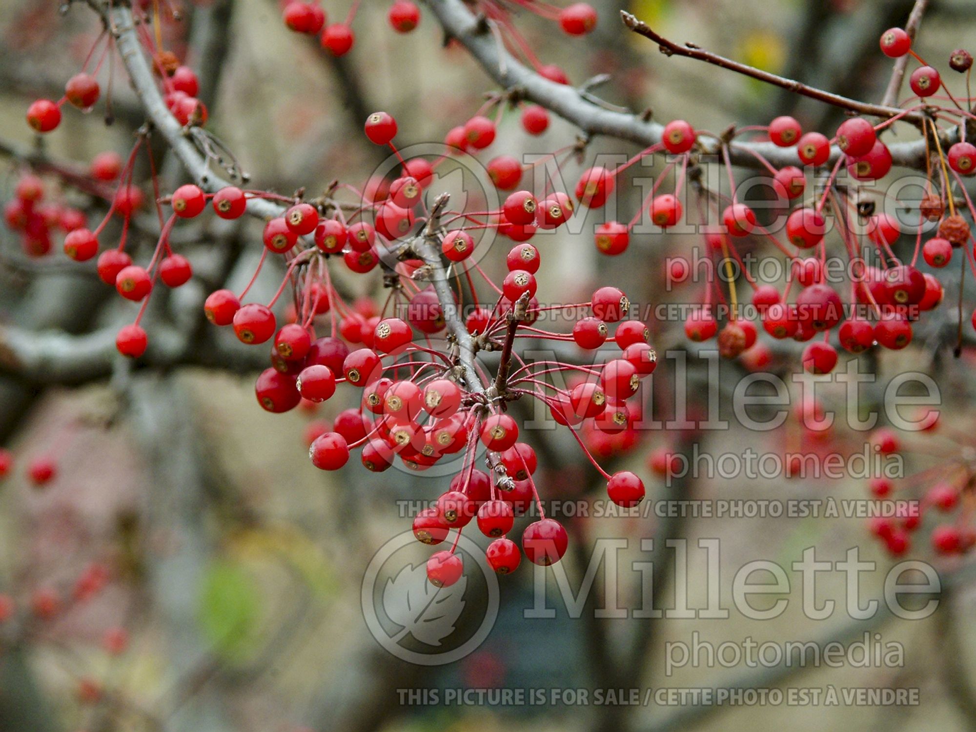 Malus Calocarpa (redbud crabapple ) 6