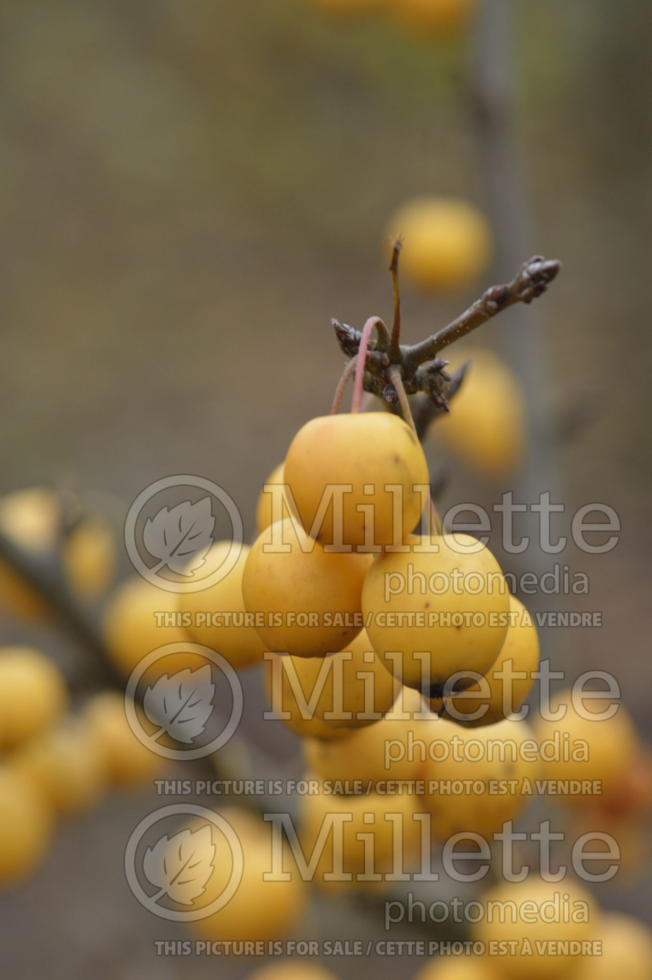 Malus Golden Hornet (Crabapple) 2