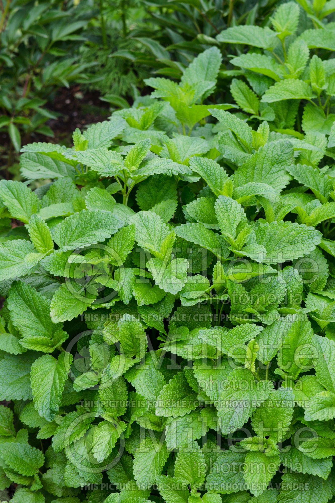 Melissa officinalis (Lemon balm herb) 2
