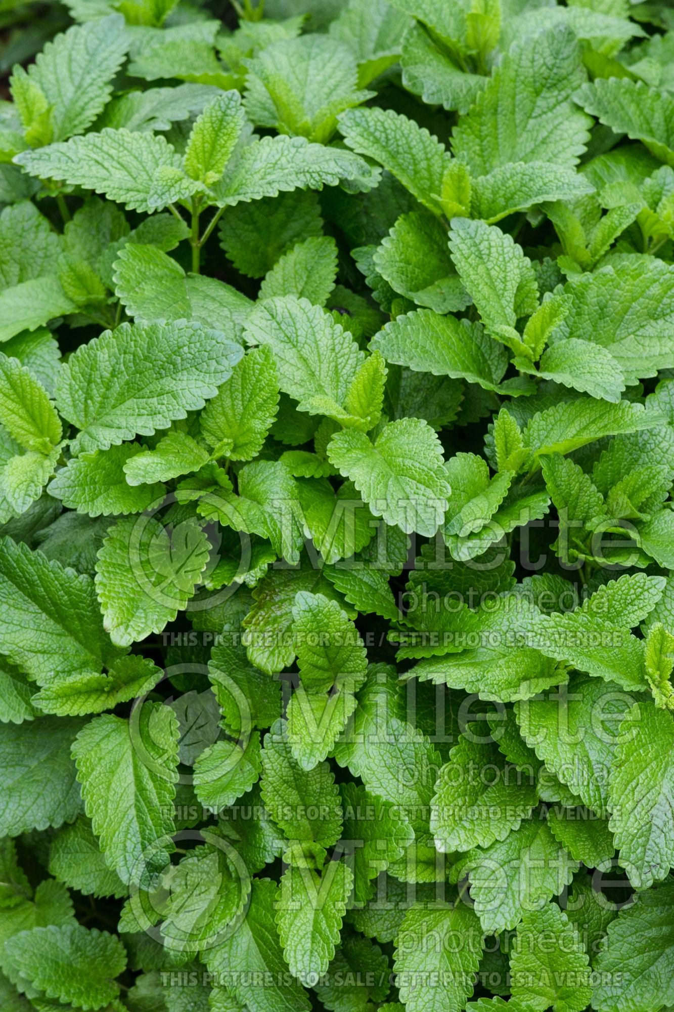 Melissa officinalis (Lemon balm herb) 3