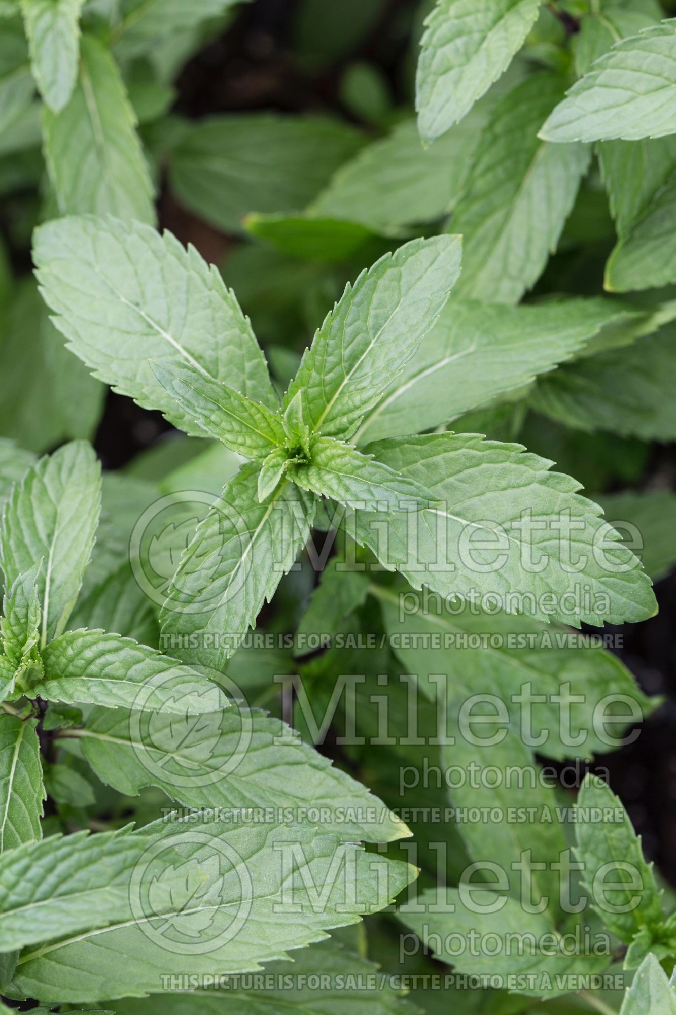 Mentha Thai (Peppermint) 2