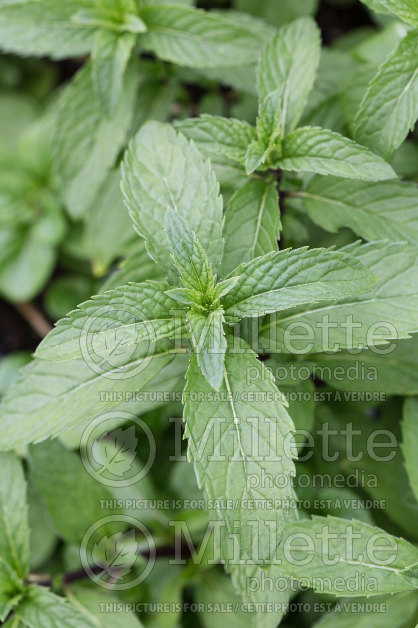 Mentha Thai (Peppermint) 3