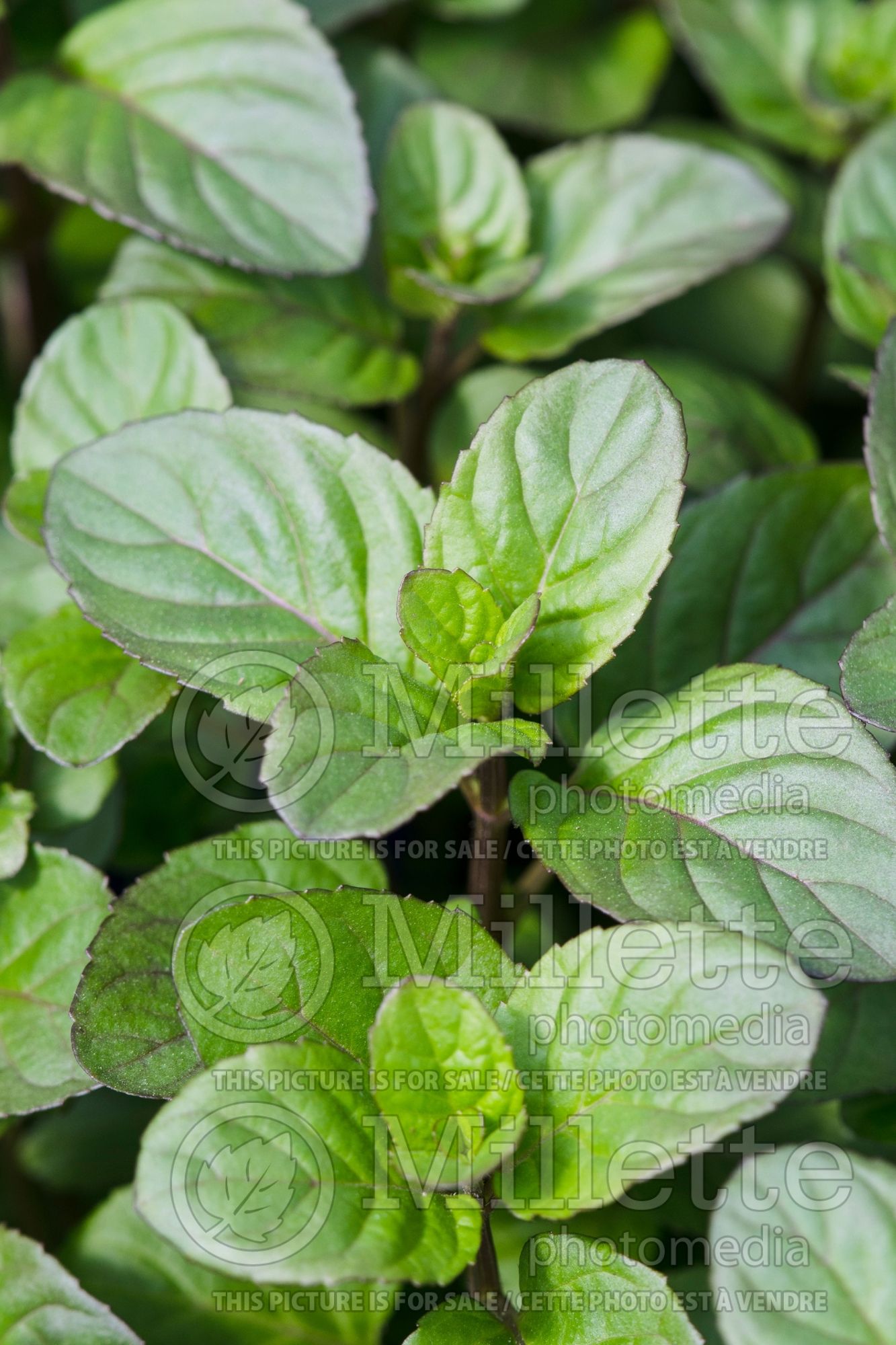 Mentha Lime (Mint herb) 2