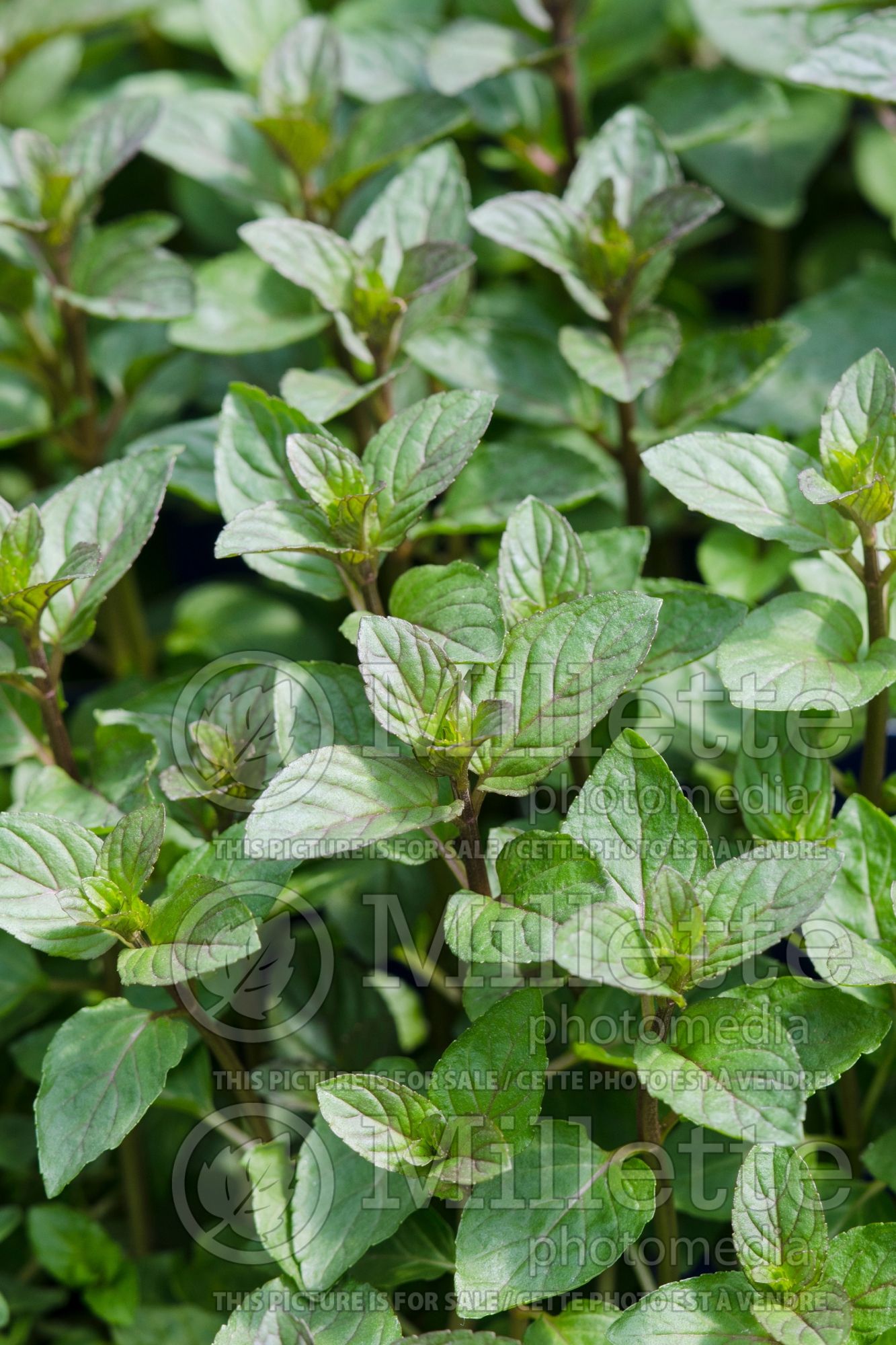 Mentha piperita (Peppermint) 3