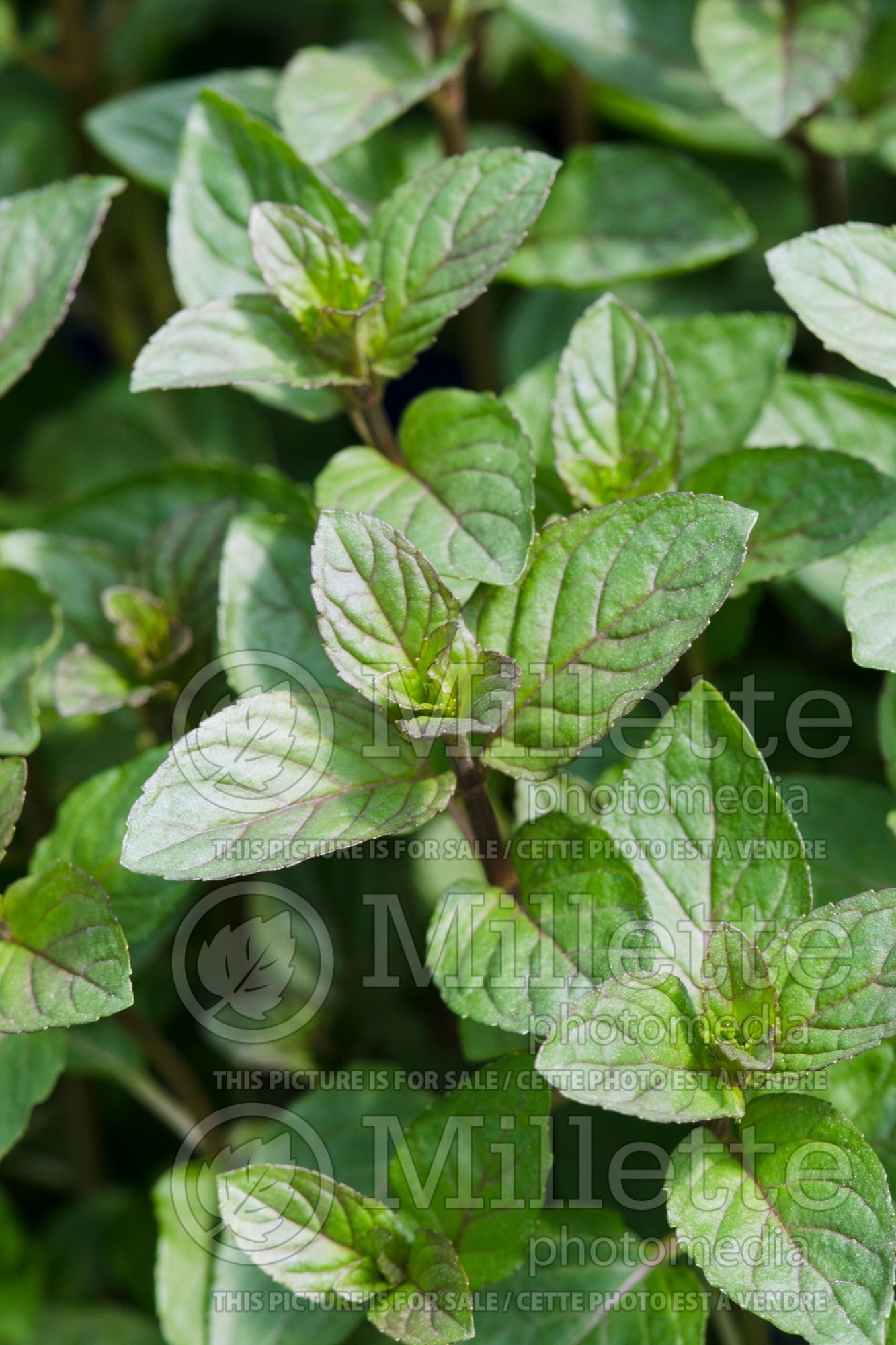 Mentha piperita (Peppermint) 4