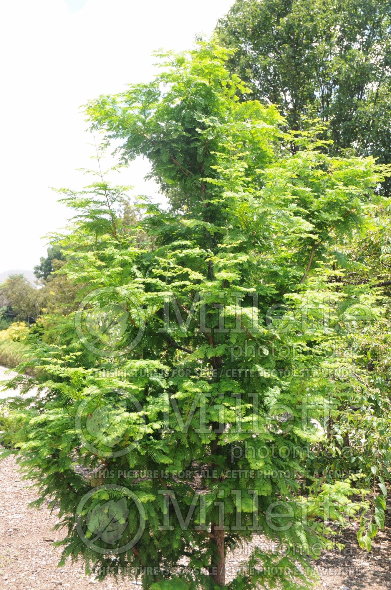 Metasequoia glyptostroboides (Redwood conifer) 4