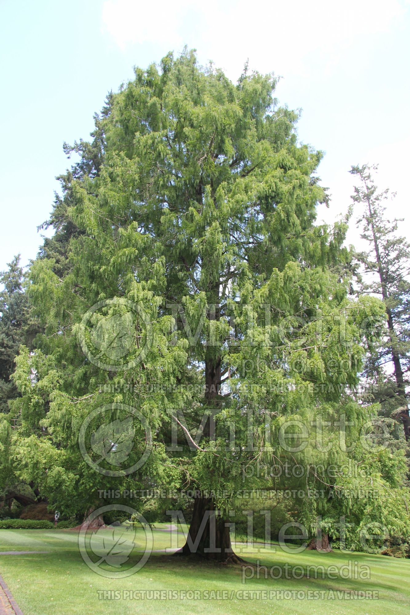 Metasequoia glyptostroboides (Redwood conifer) 5