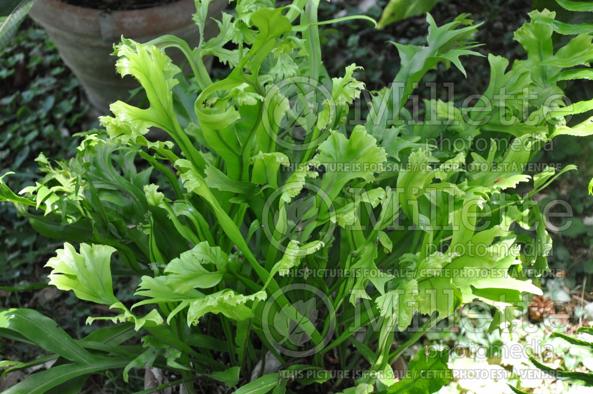 Microsorum punctatum (Fishtail strap-fern) 1