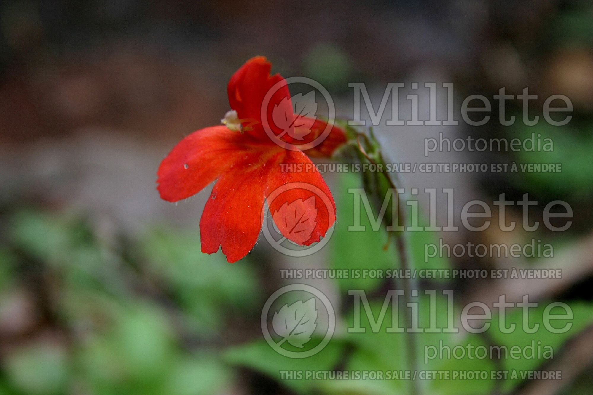 Mimulus cardinalis (scarlet monkeyflower) 1