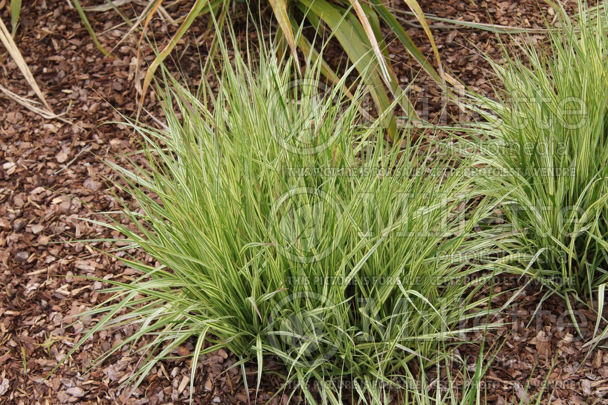 Molinia Variegata (Purple moor grass Ornamental Grass) 10