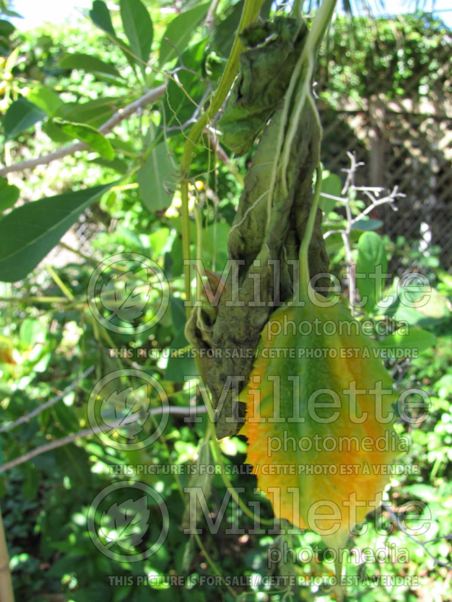 Momordica charantia (bitter melon asiatic vegetable) 1