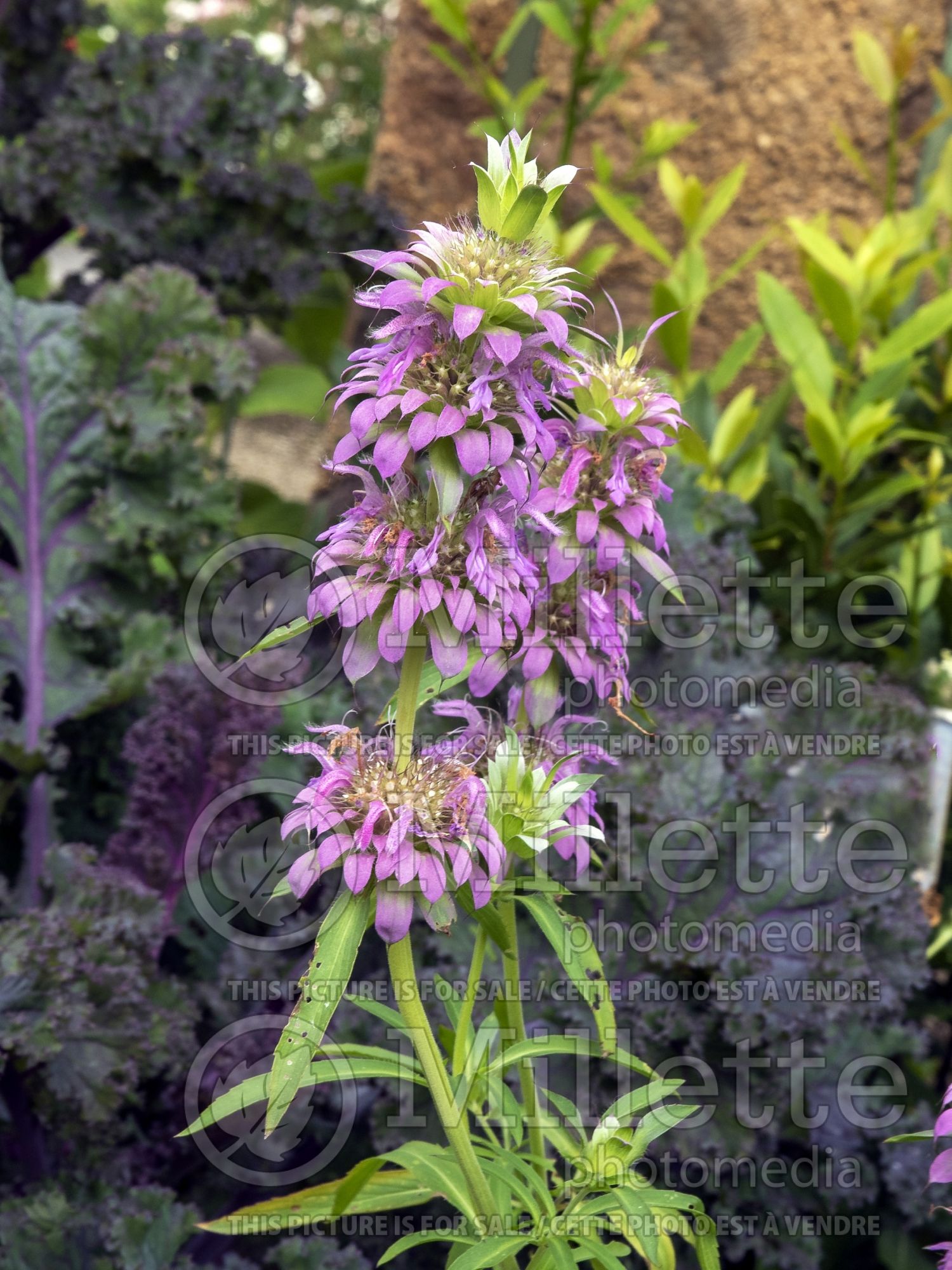 Monarda citriodora (Bee Balm bergamot) 2