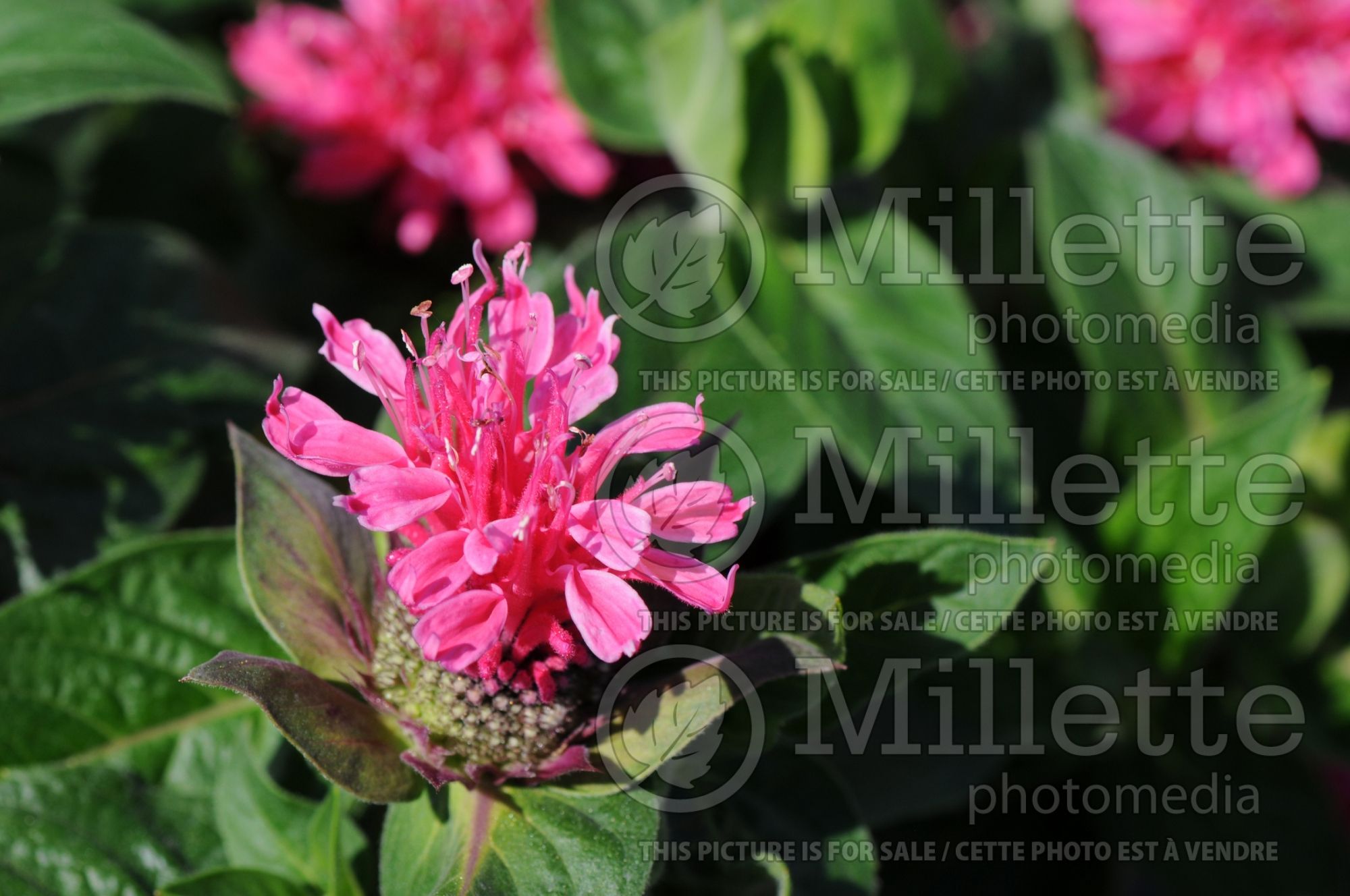 Monarda Cranberry Lace (Bee Balm bergamot) 2