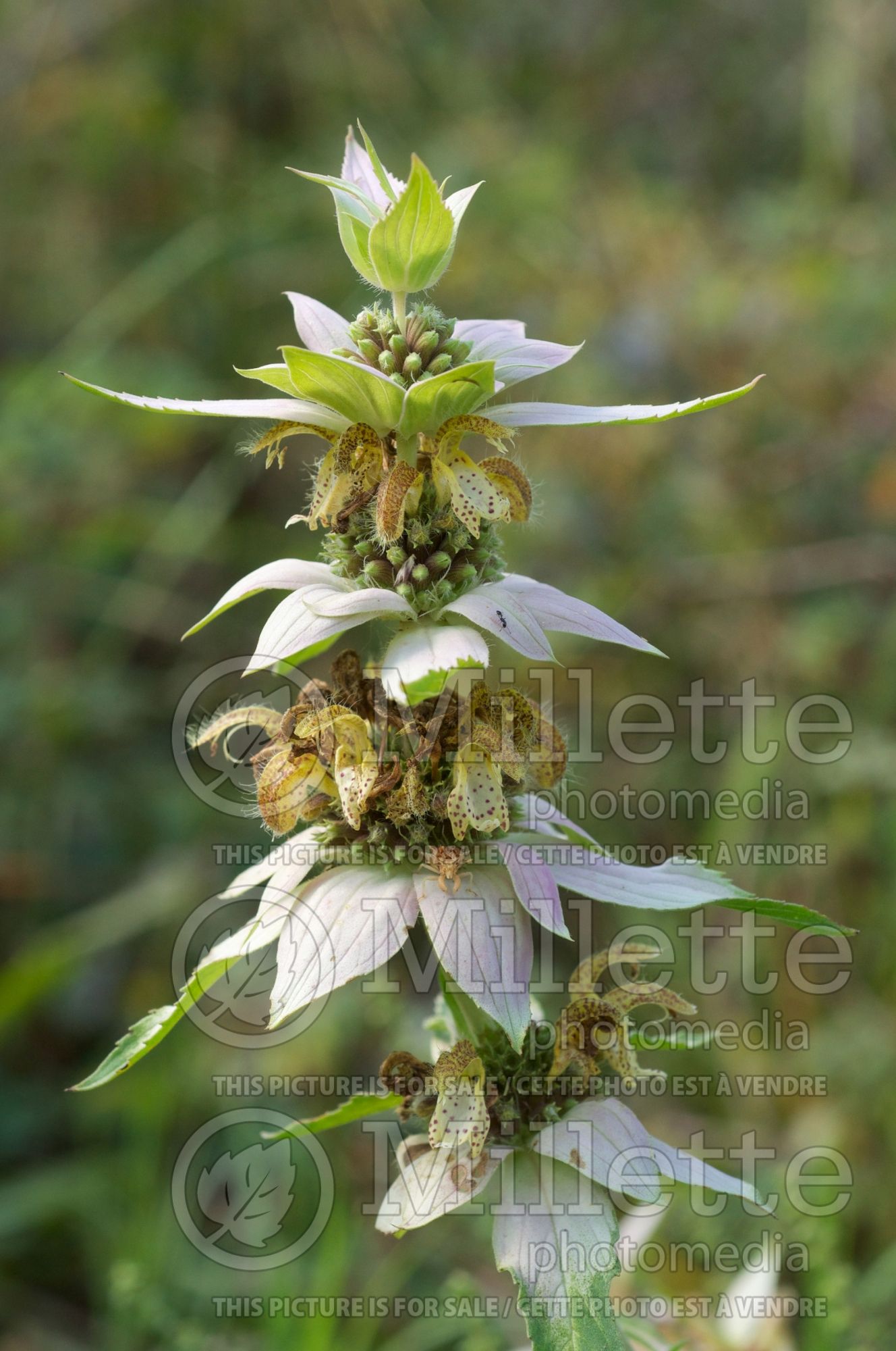 Monarda punctata (Bee Balm bergamot) 7