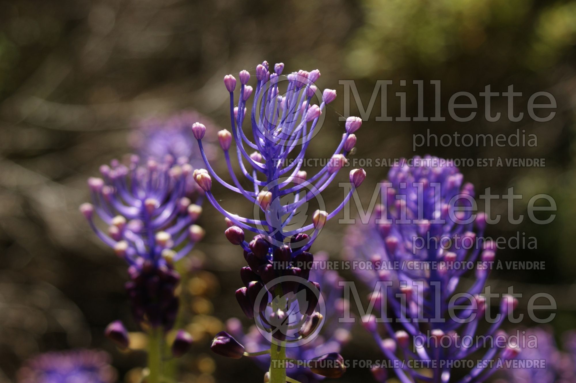 Muscari comosum (Grape Hyacinth) 1